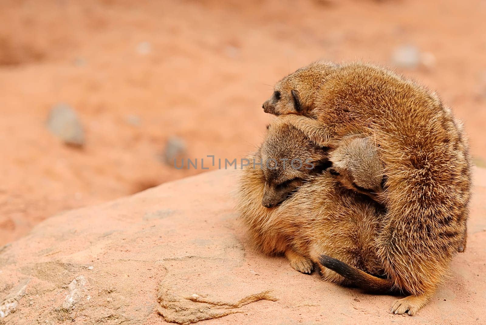 Meerkat cluster