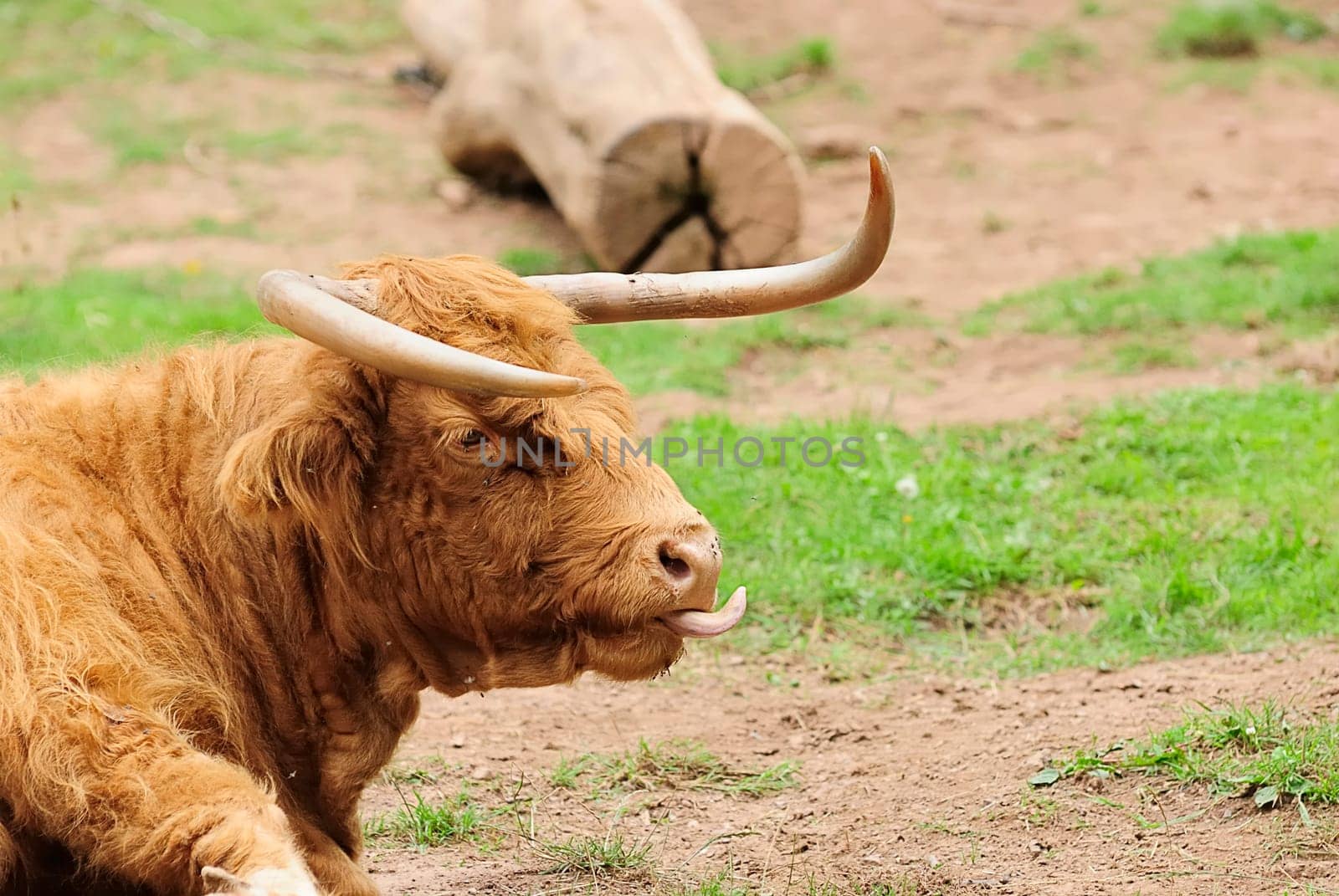 Highland Beef 2