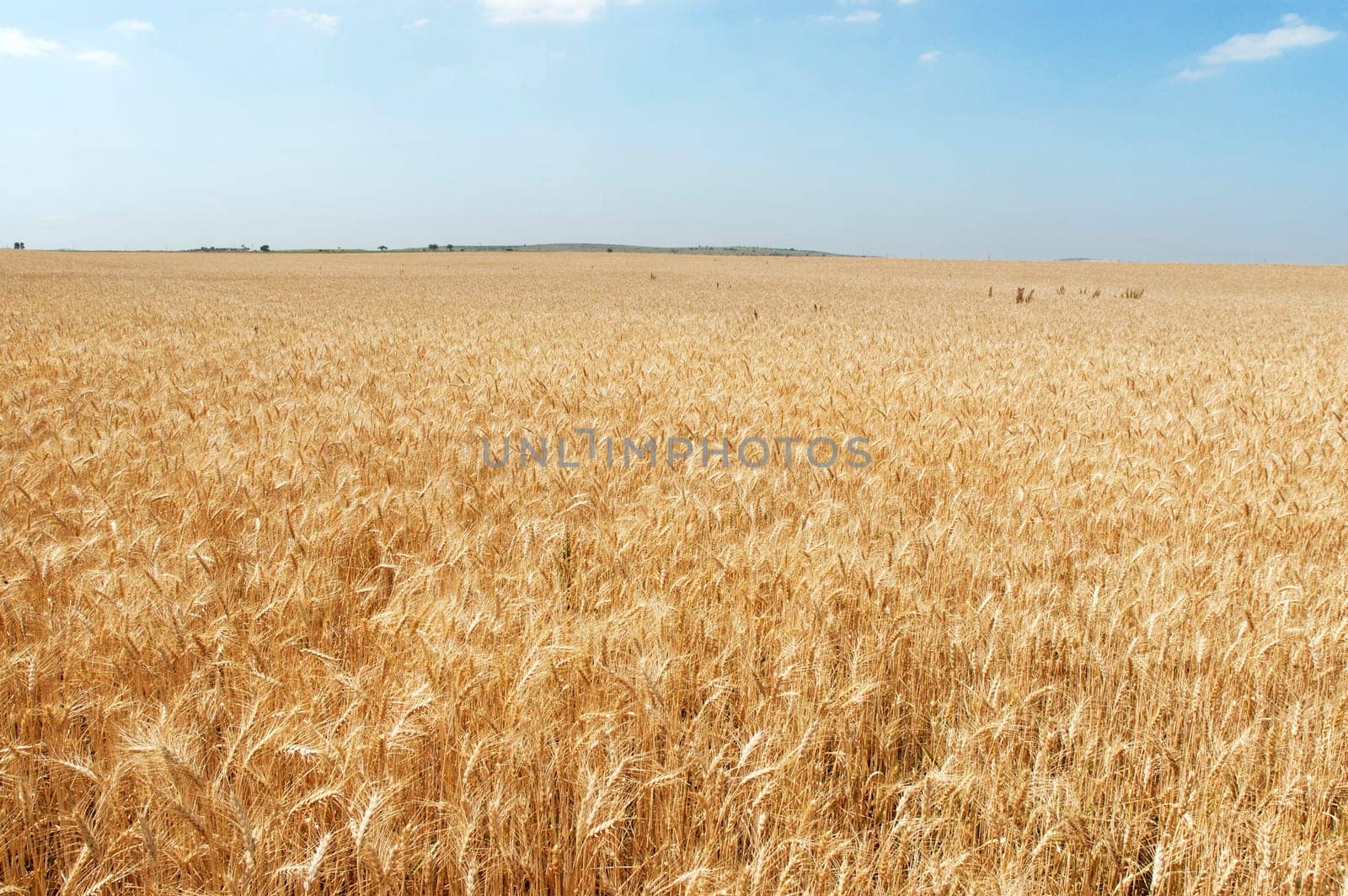 Wheat field