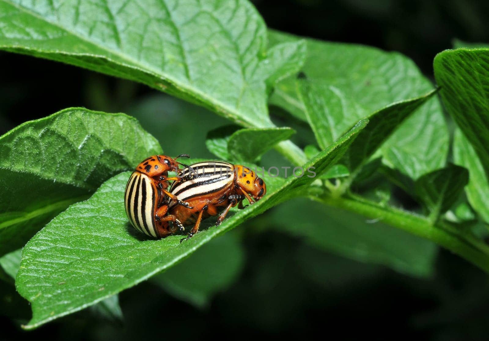 Producing offspring