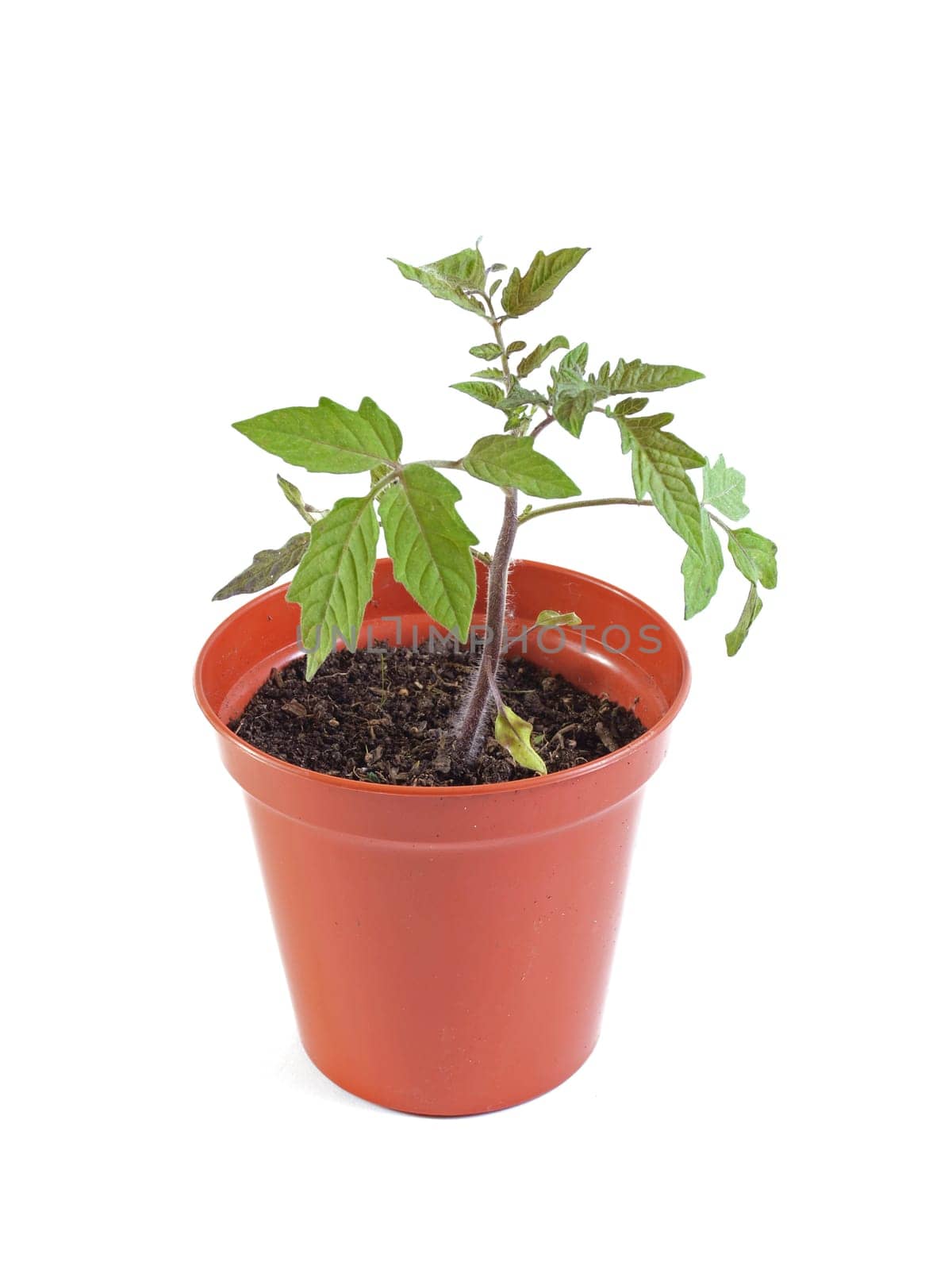 Organic tomato plant on a white background.
