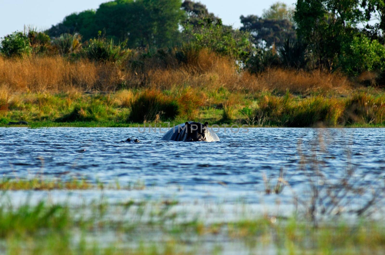 Pond with hippos in the African savannah