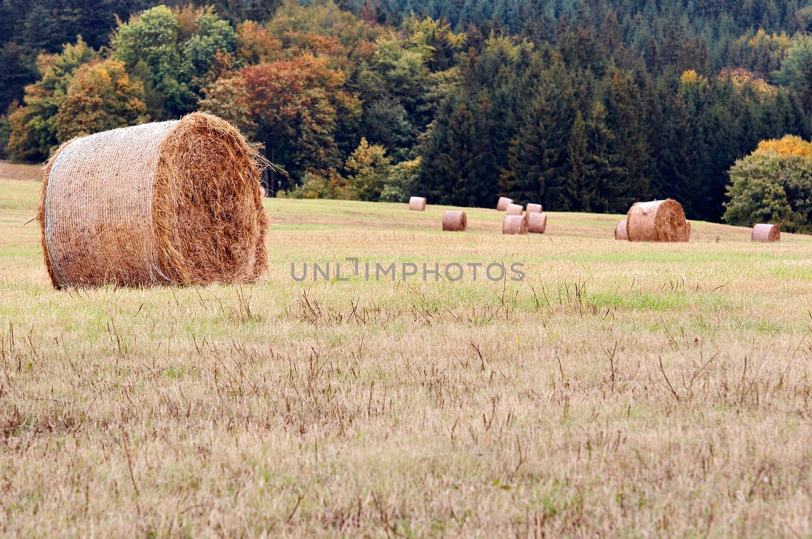 haymaking time