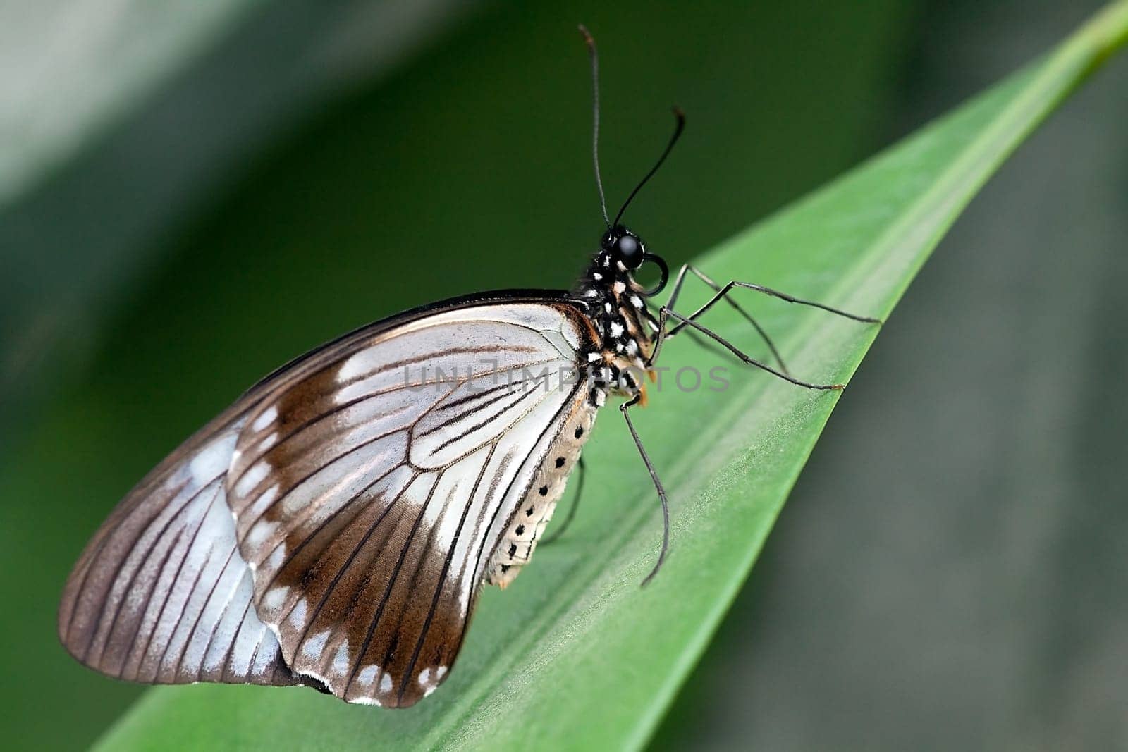 Papilio dardanus