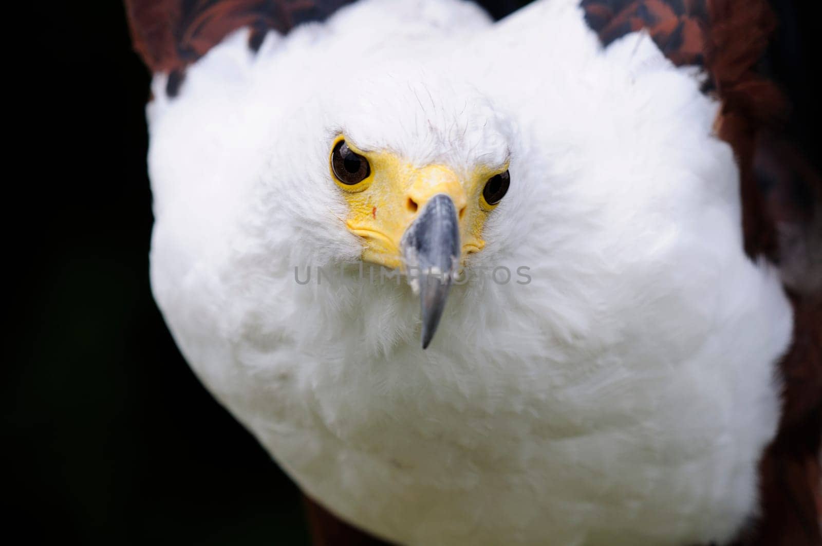 Haliaeetus vocifer