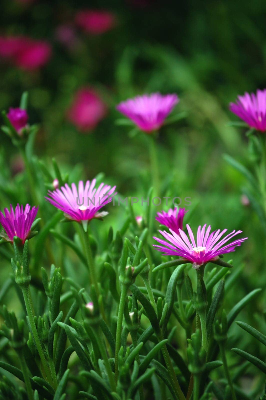 violet flowers field