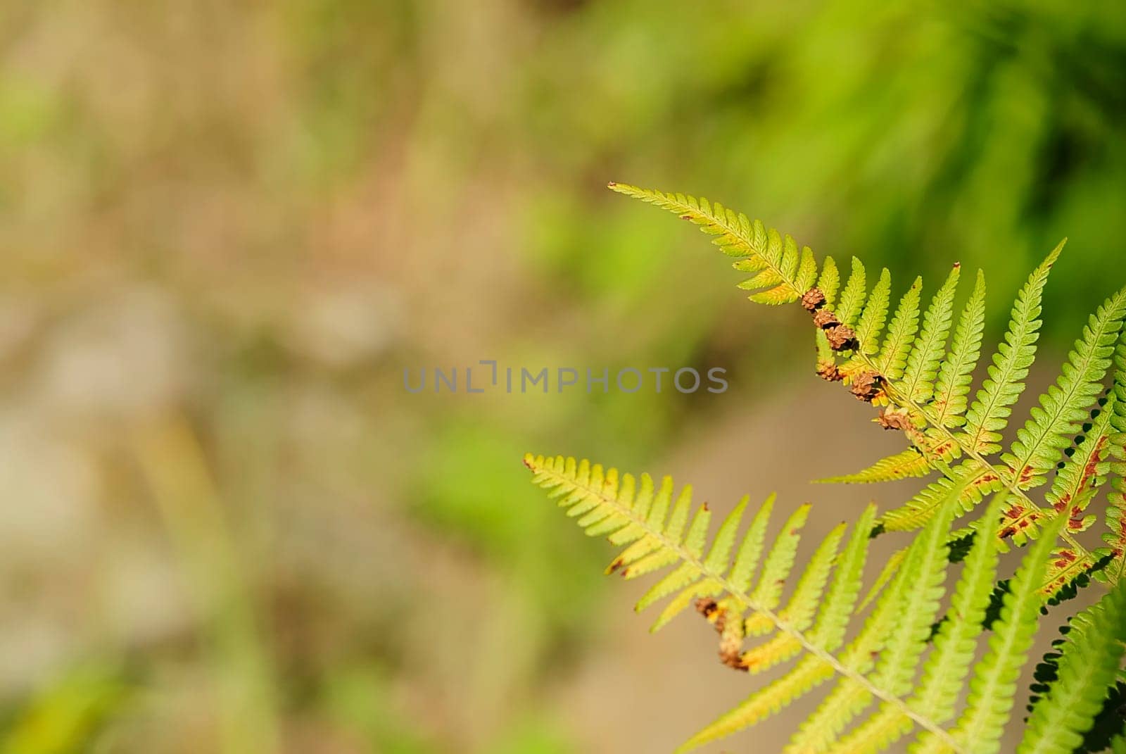 Double Fern