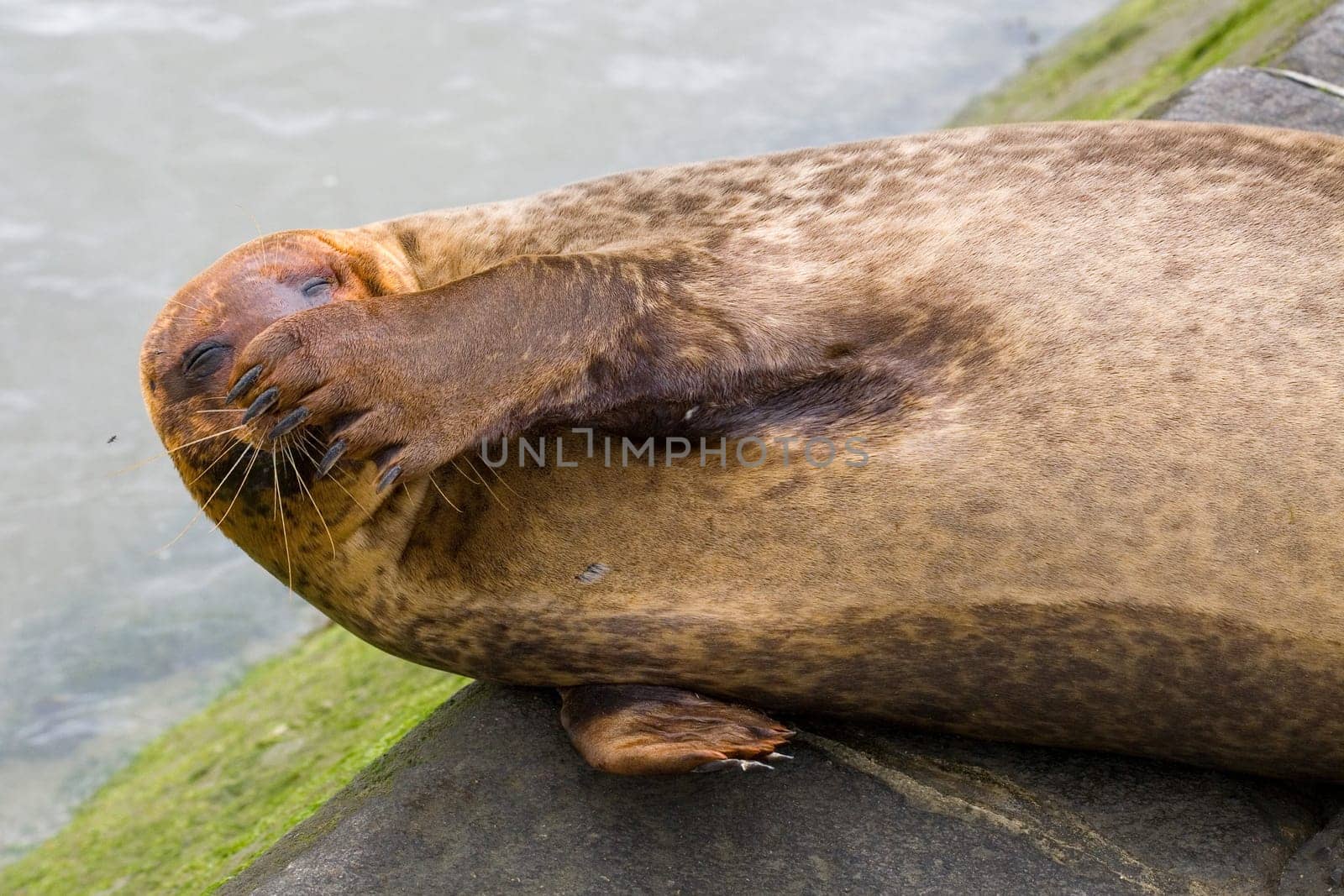 Funny seal
