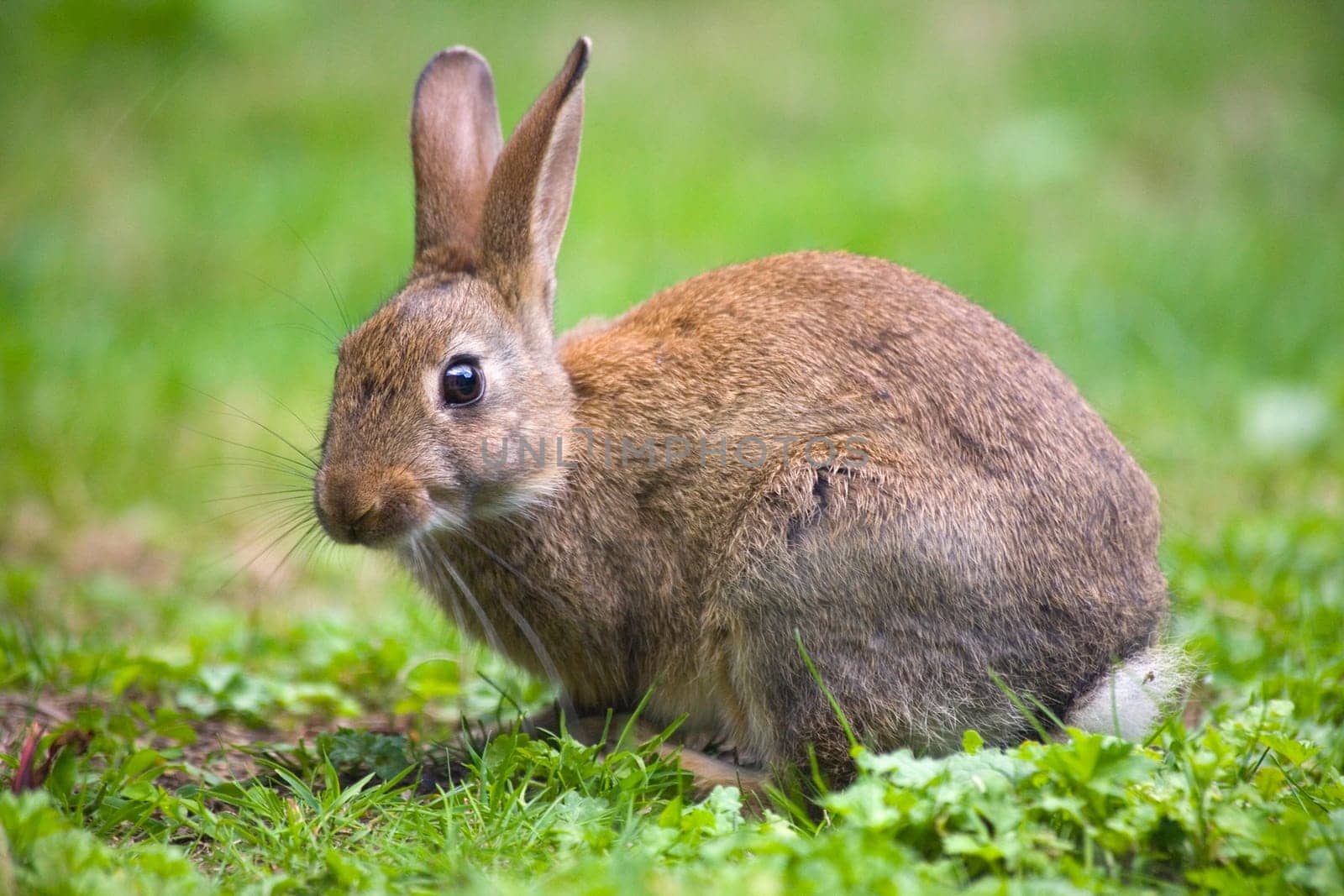 Wild rabbit