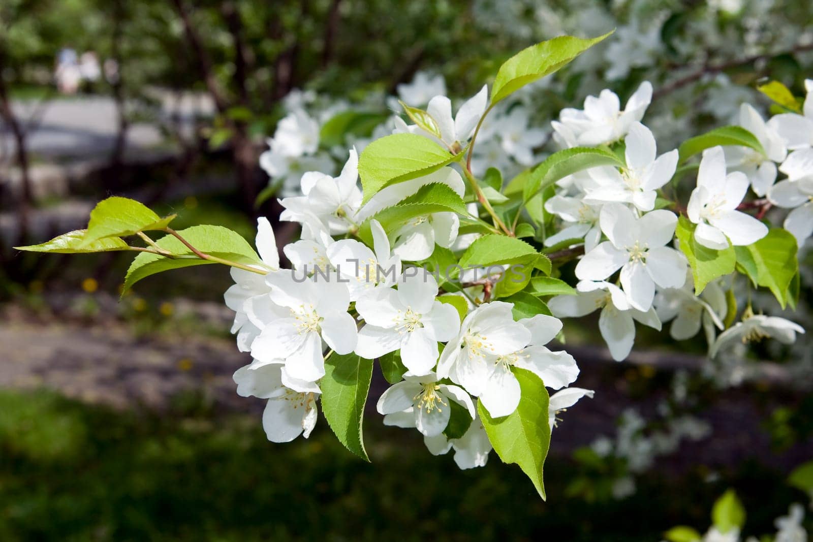 Apple-tree in color 2