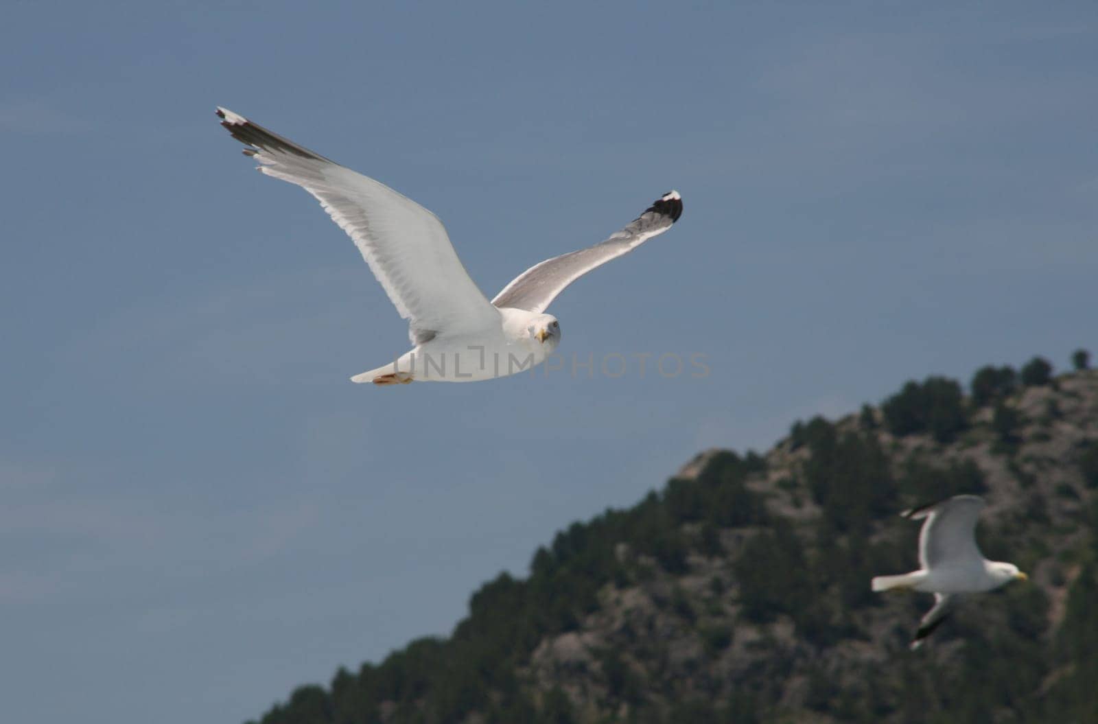 Mediterranean Gull 7