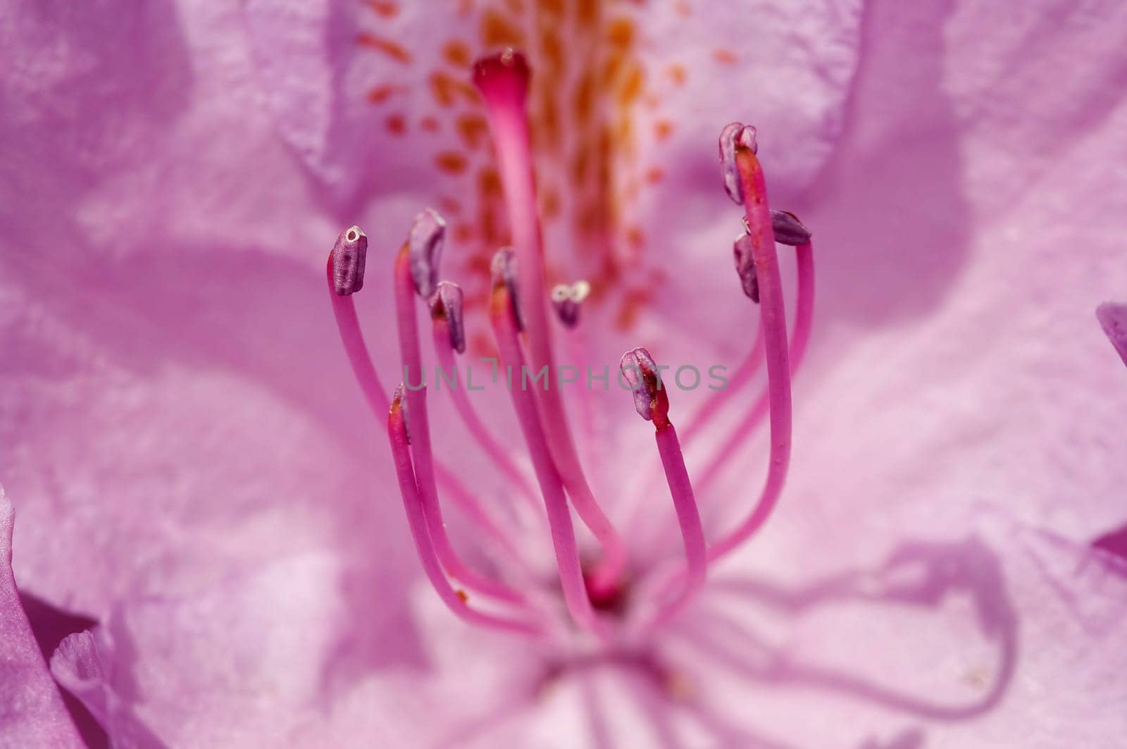 bloom of the rhododendron