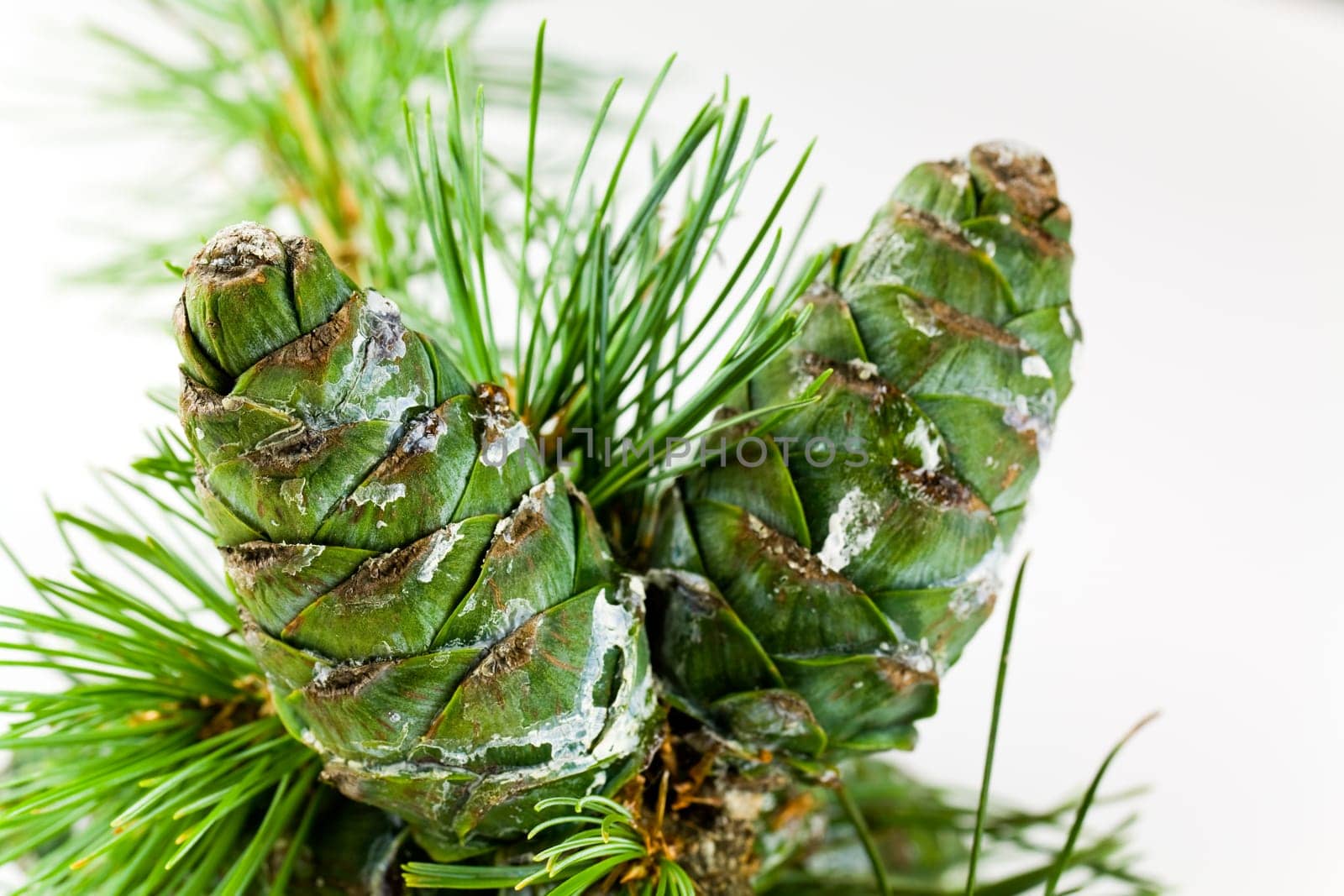 Green pine cones with tree resin