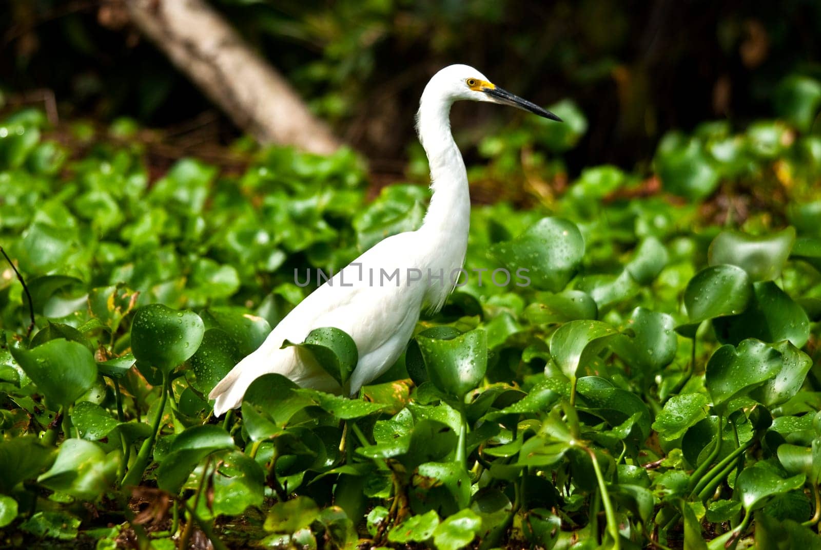 White Egret