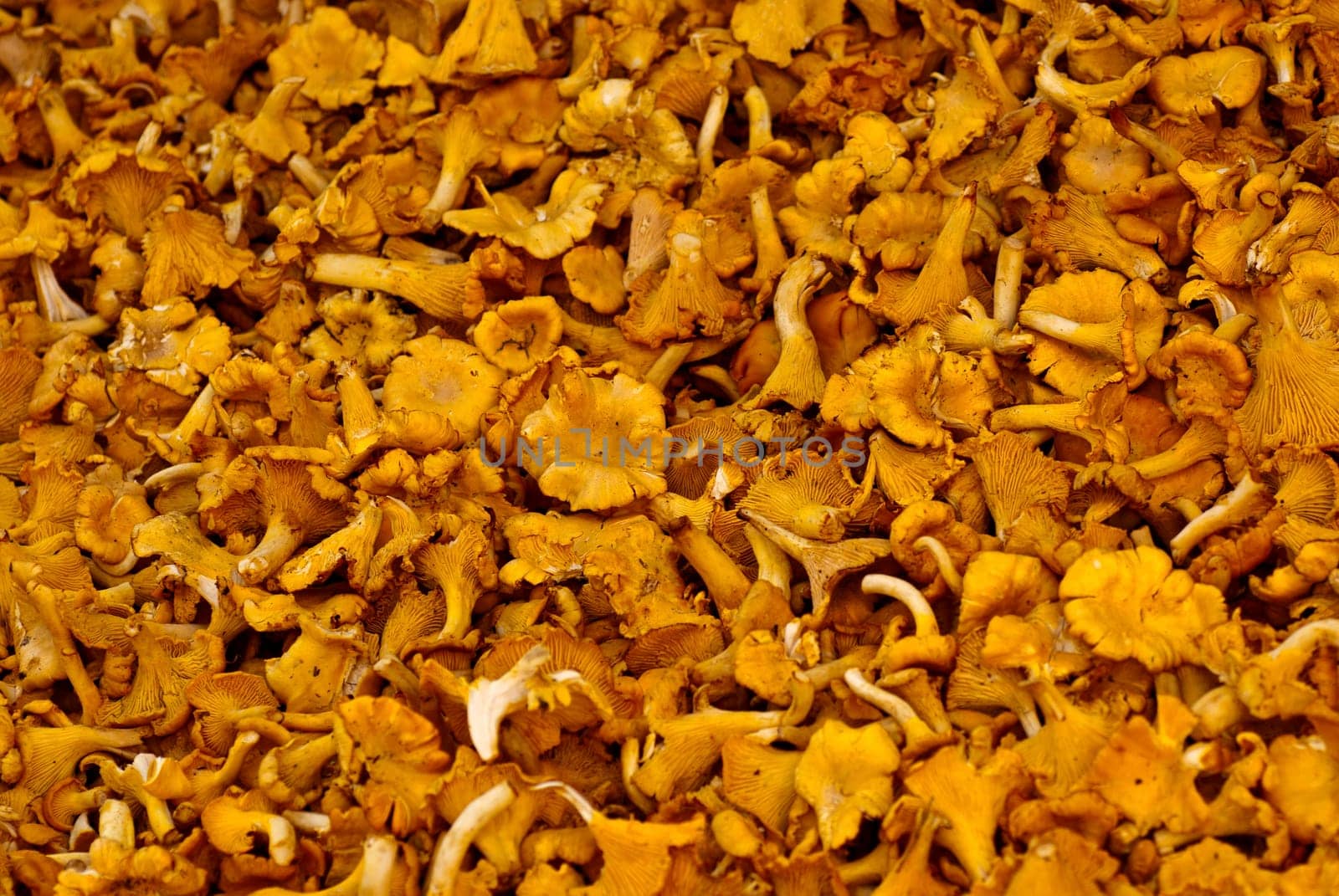 yellow chanterelle