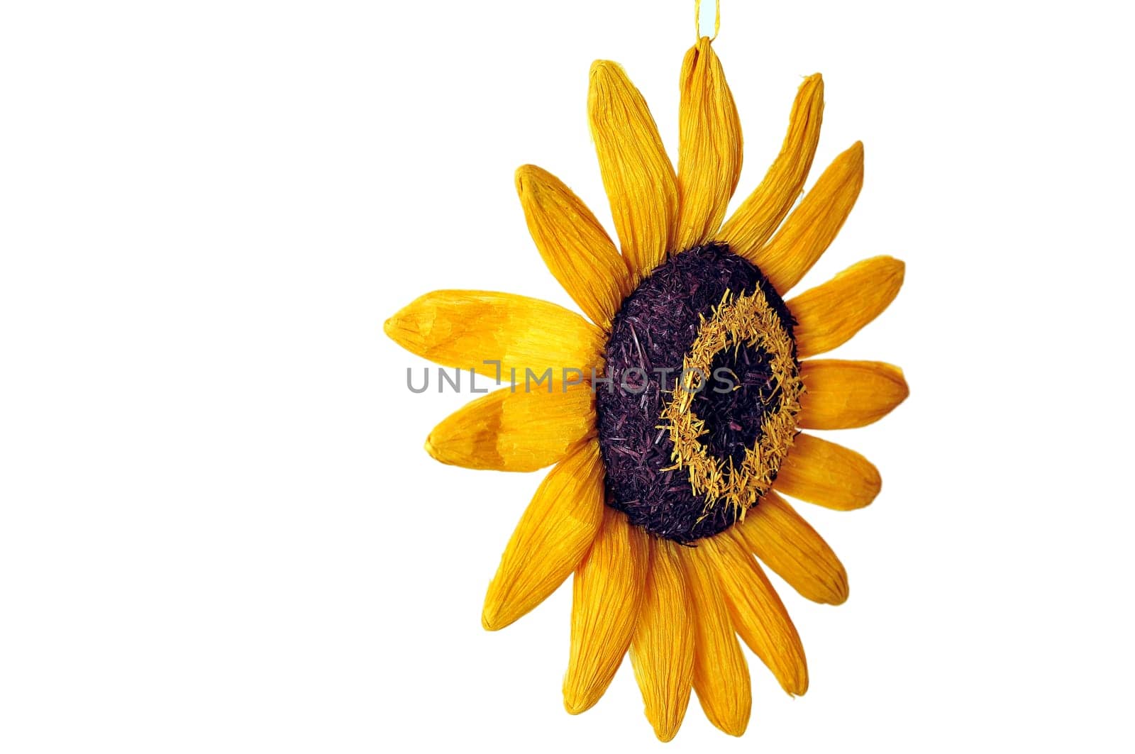 Sunflower yellow