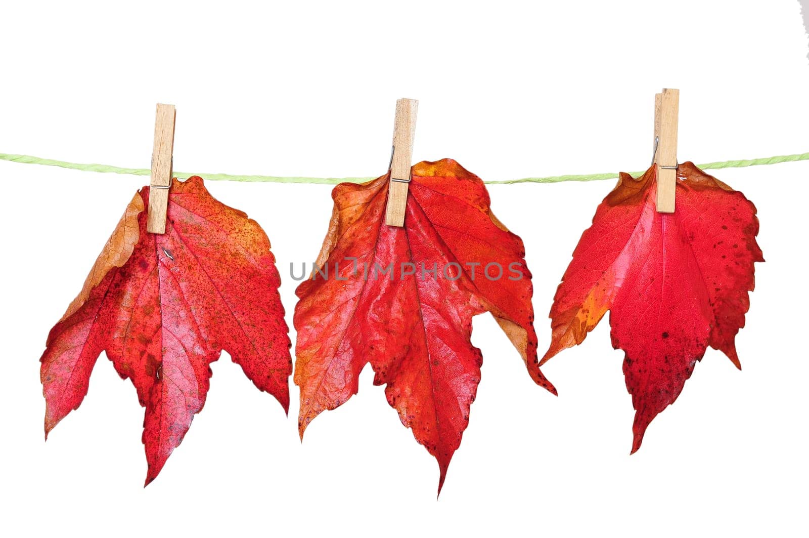 3 autumn leaves