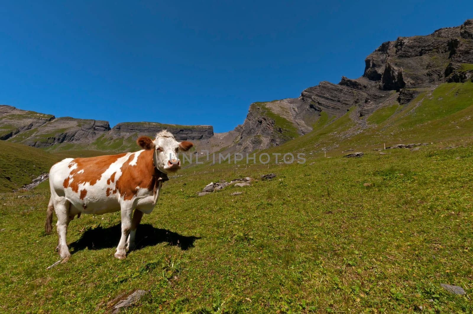 Simmental Cow I