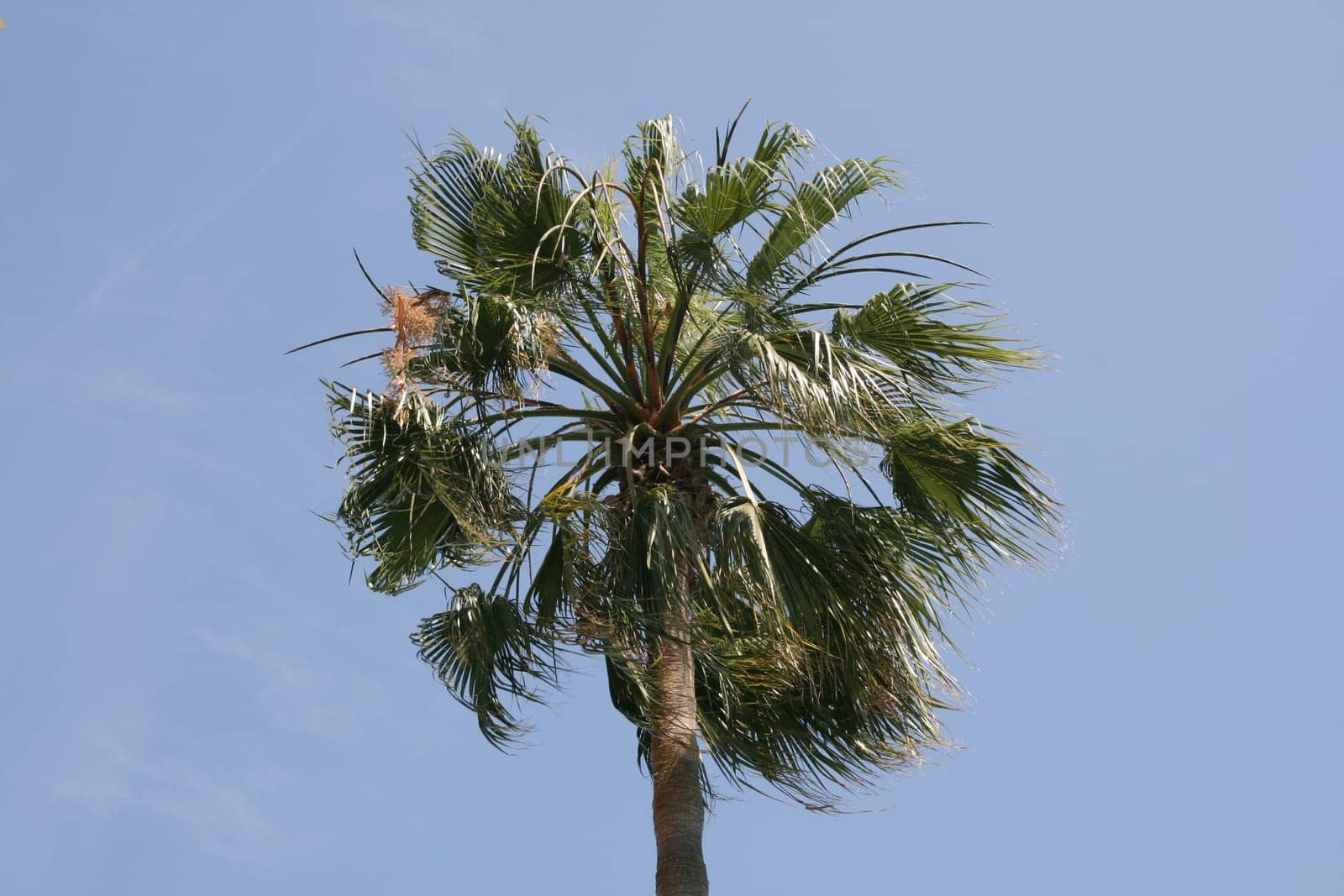 Palm tree