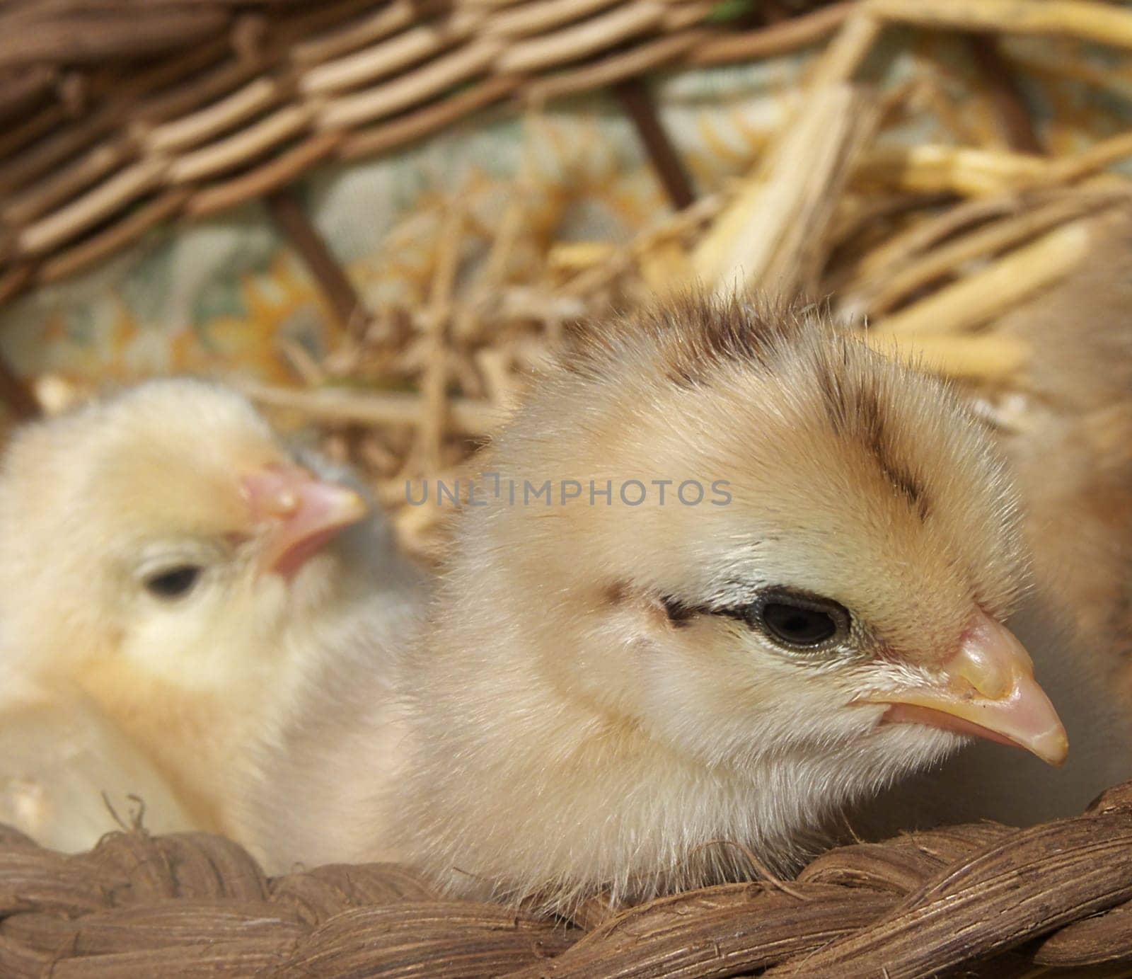 Basket of chicks