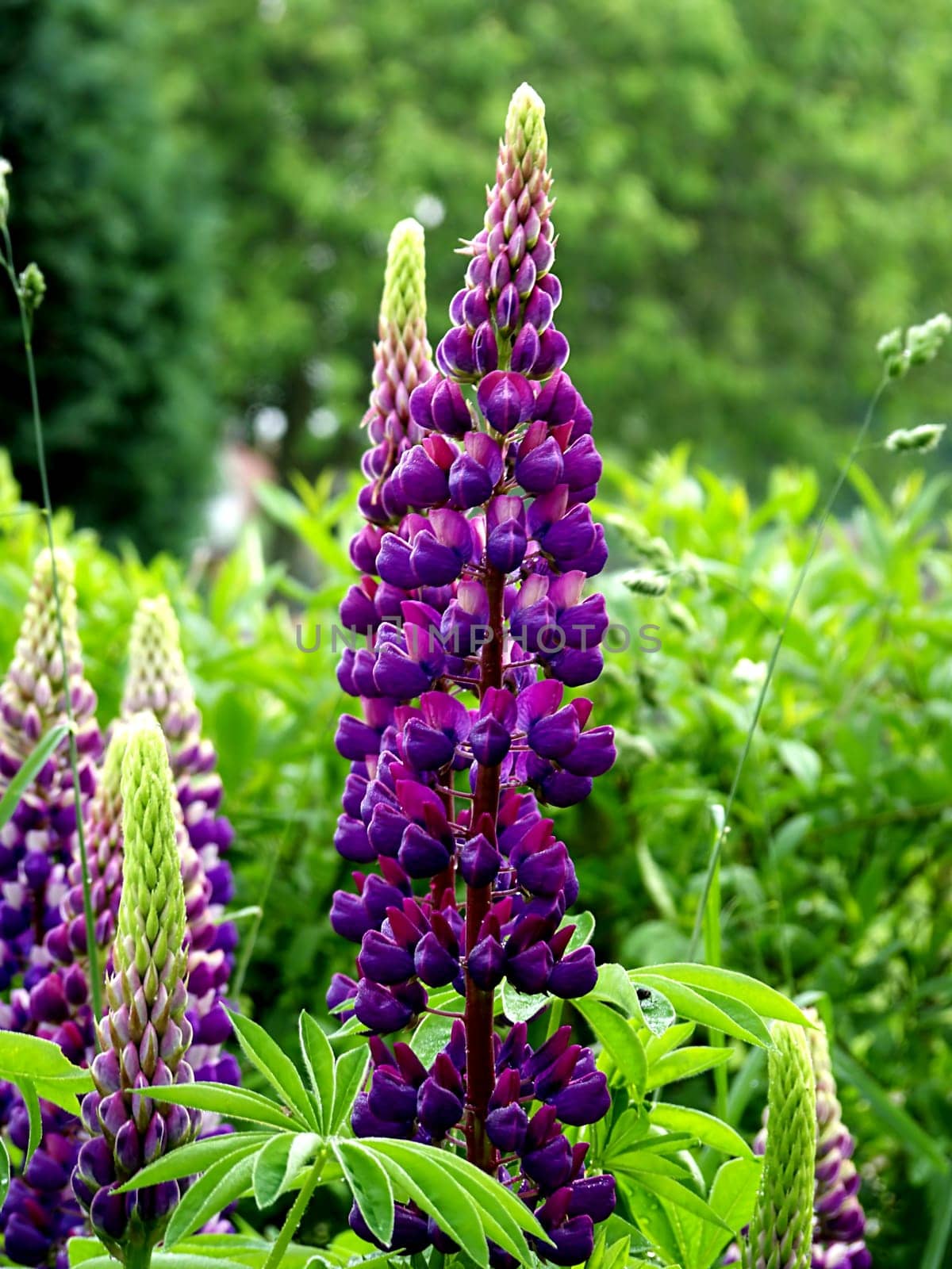 lupin