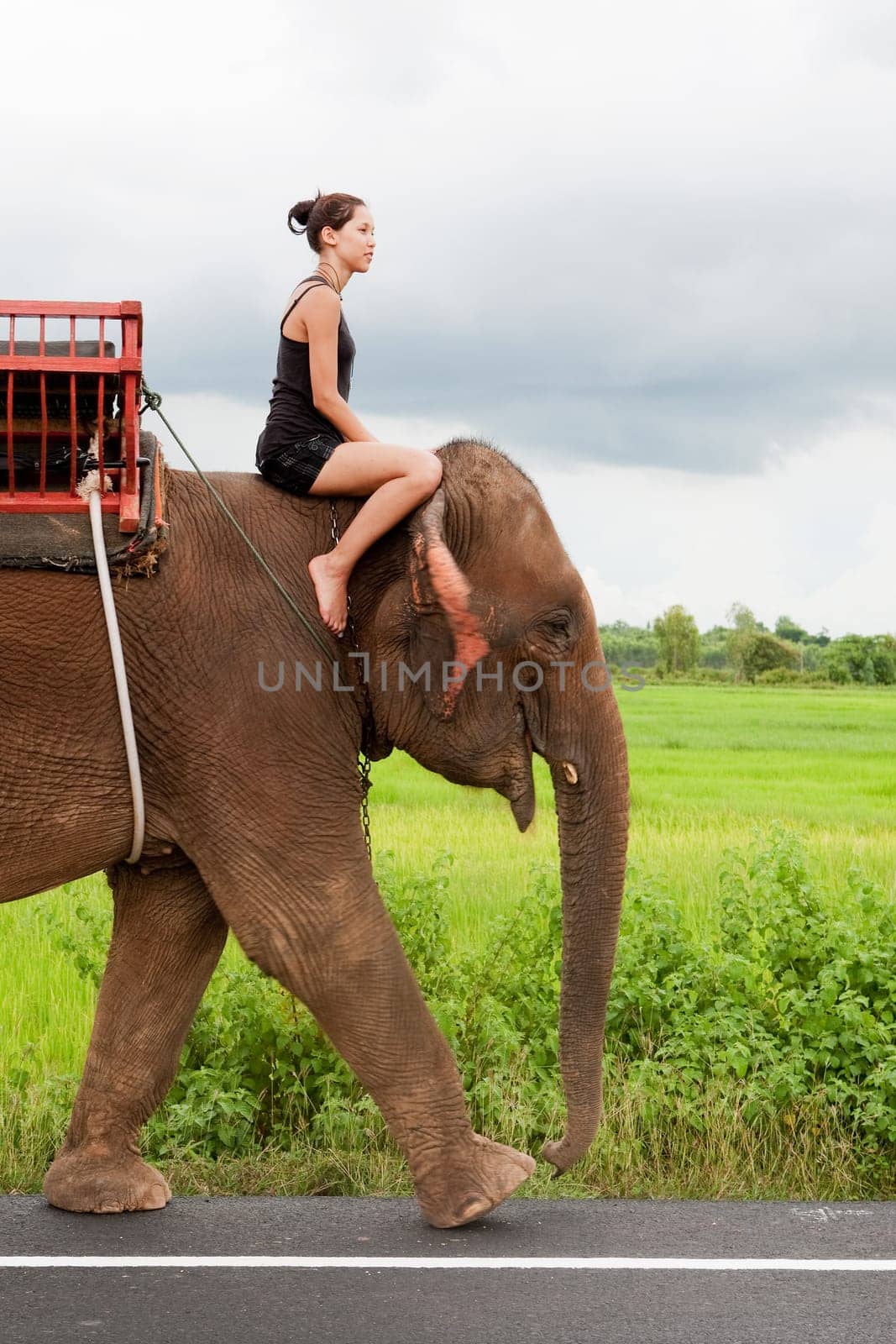 Elephant Riding