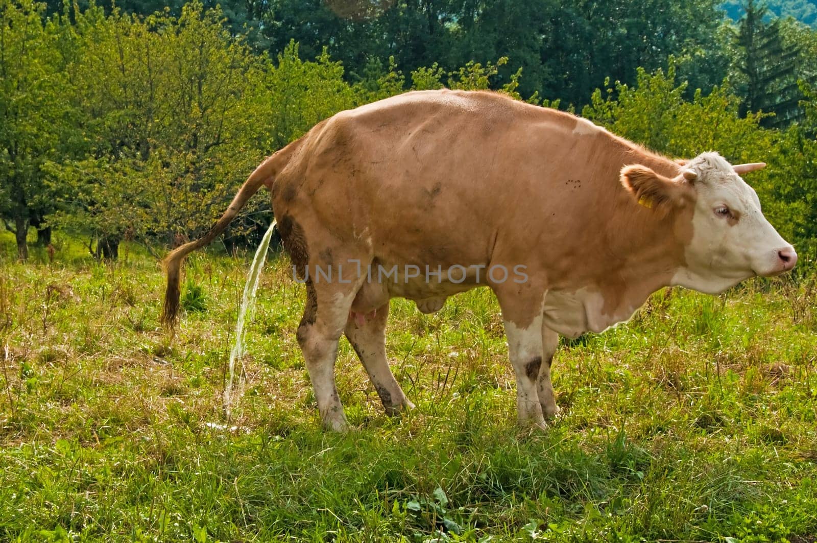 Cow