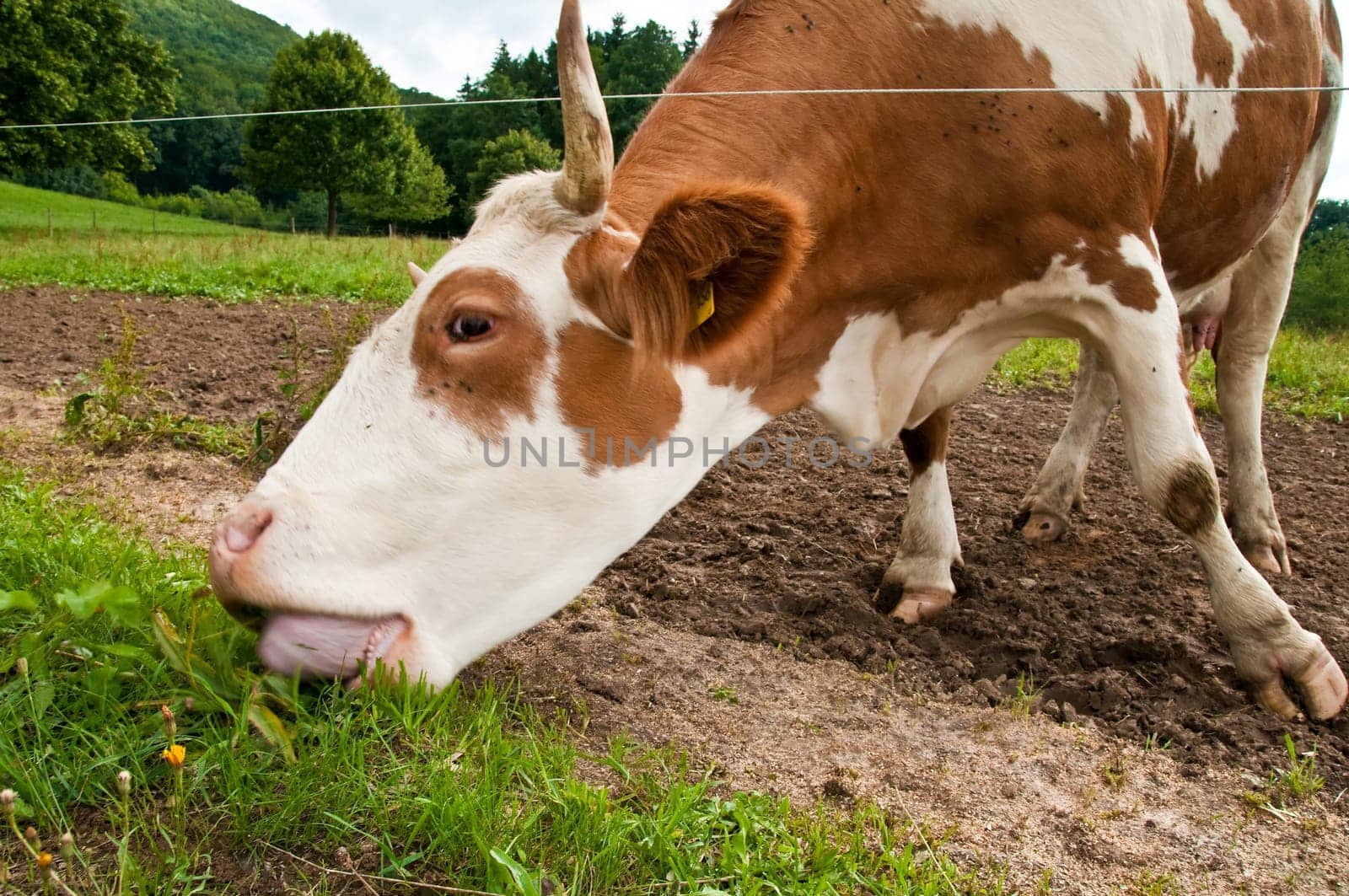 Cow