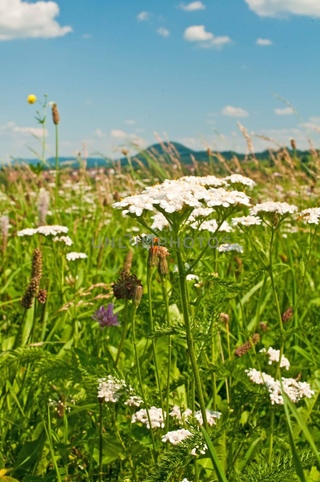 Meadow with yarrow,Achillea millefolium