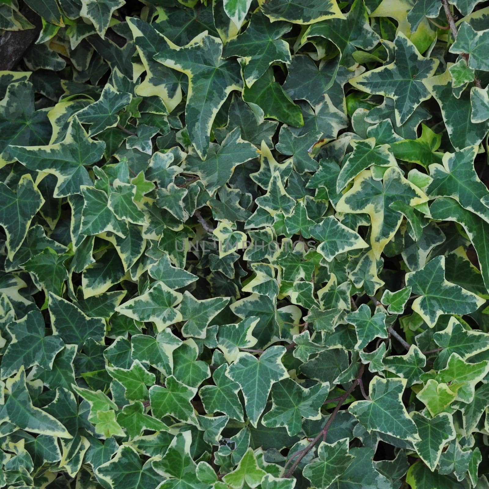 Ivy