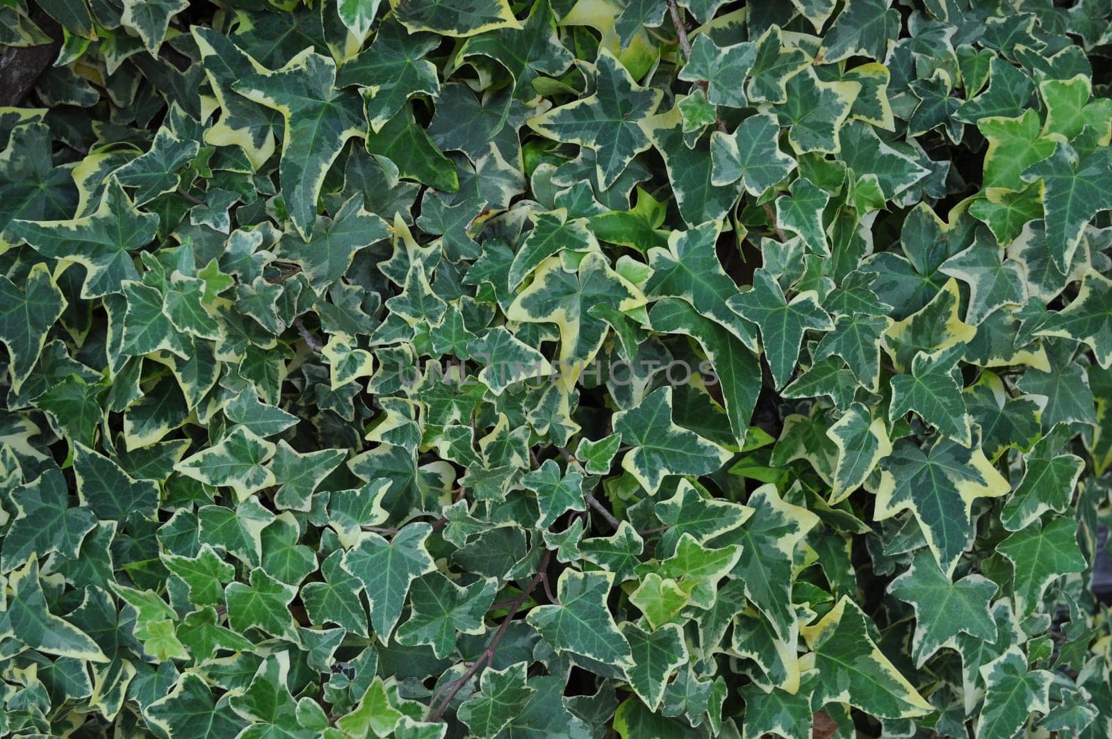 Ivy