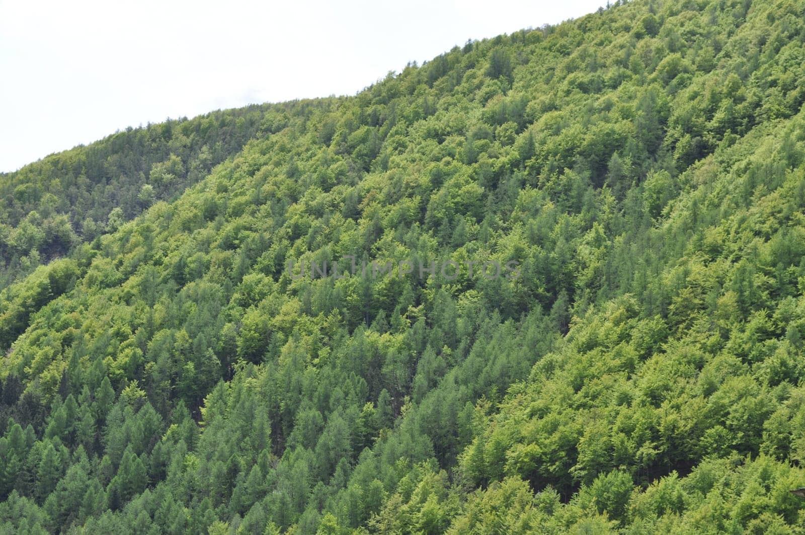 Hill