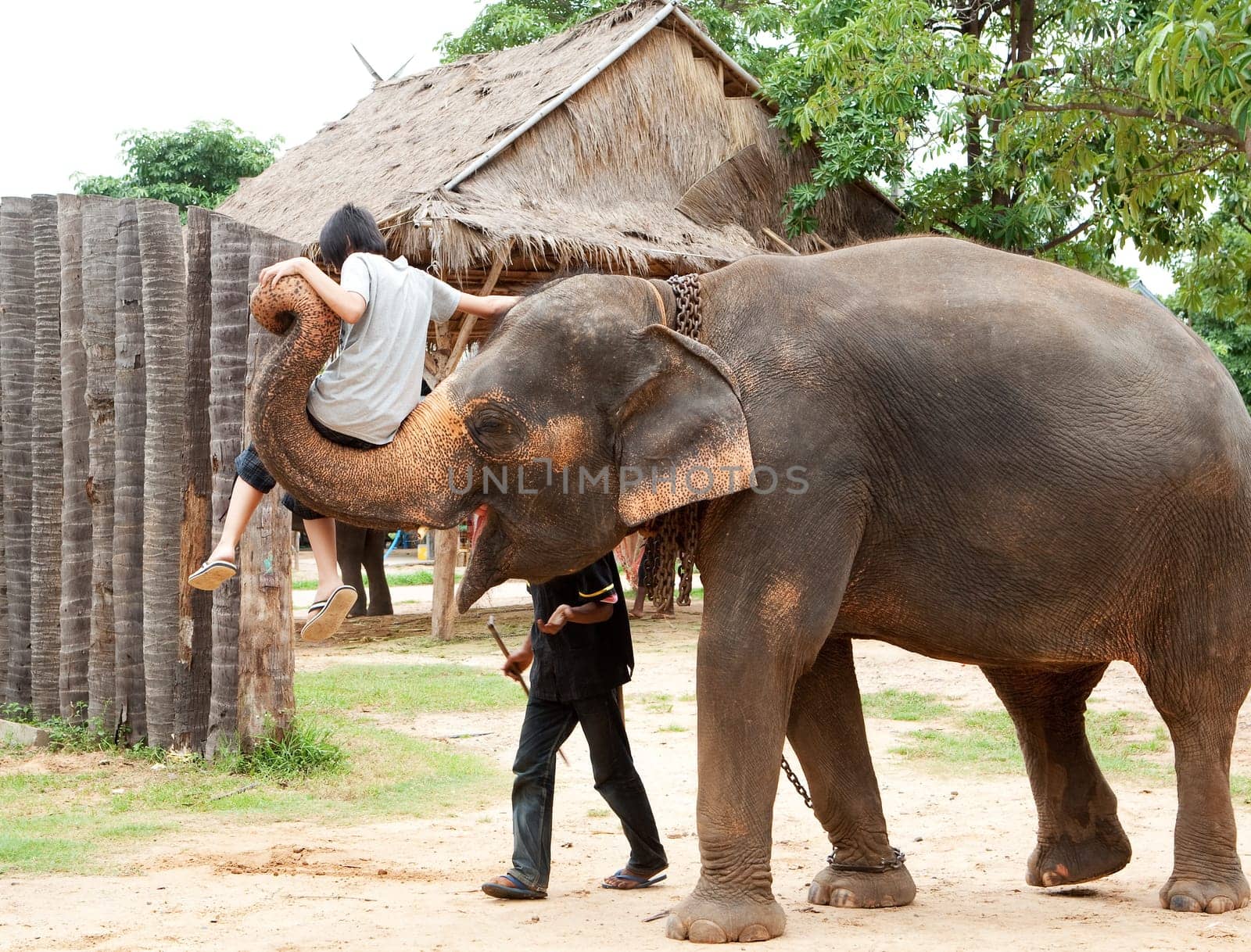 Teenager with elephant
