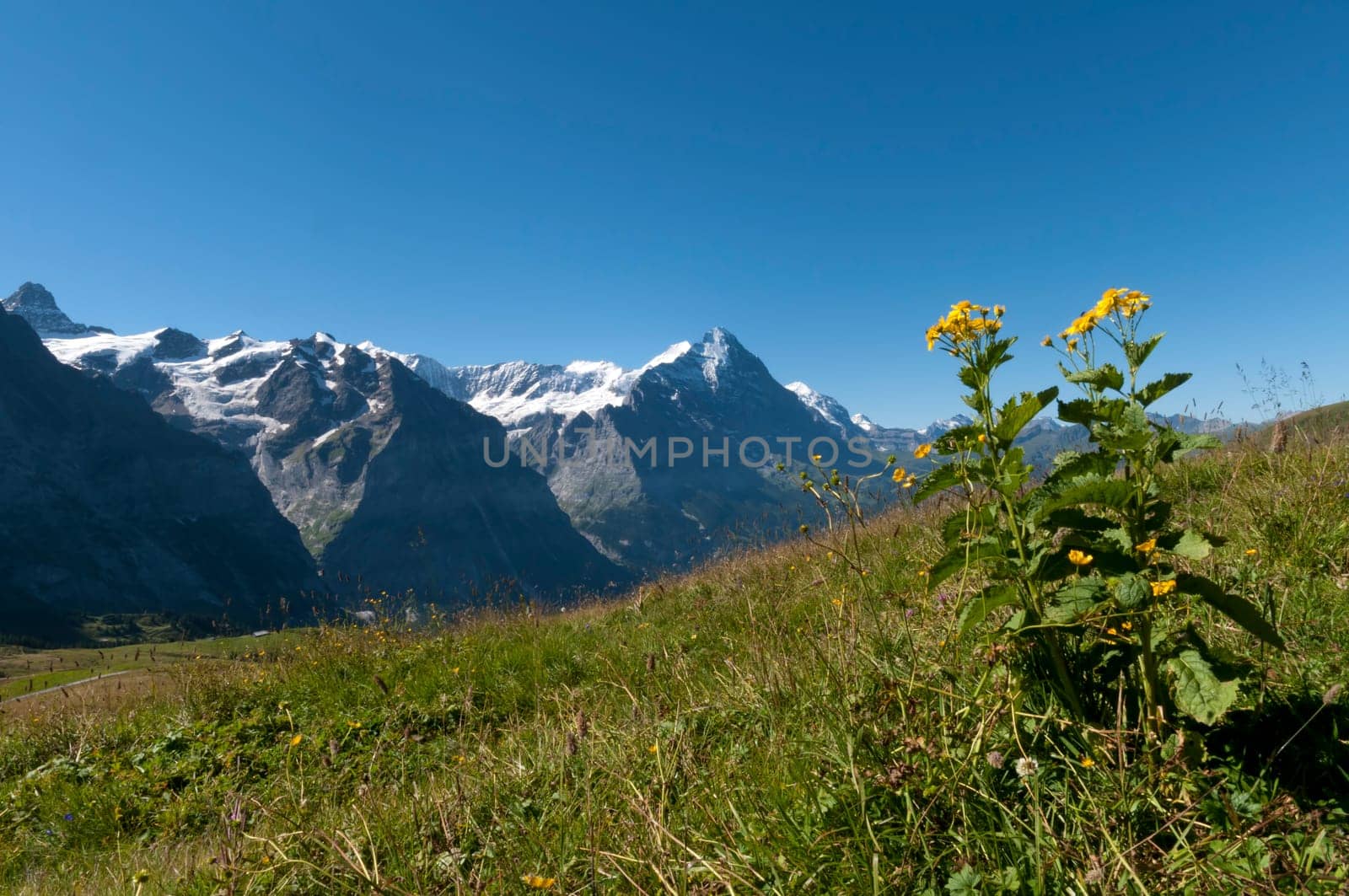 Alpine Flora I