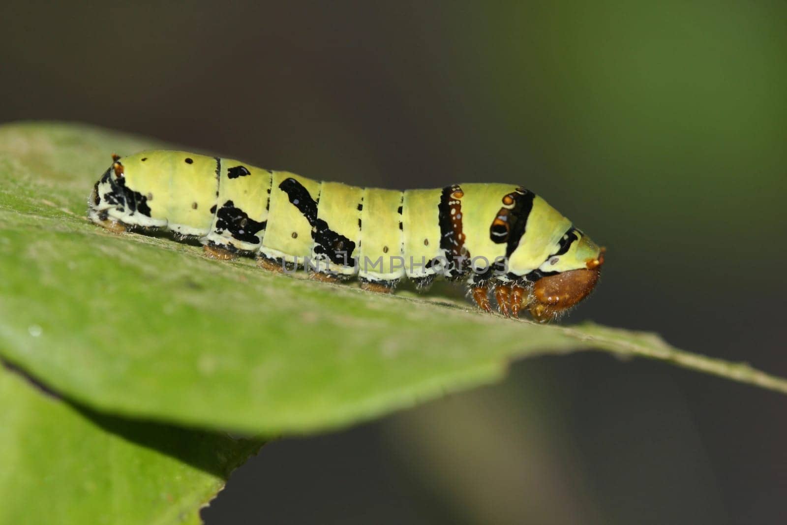 Butterfly caterpillar