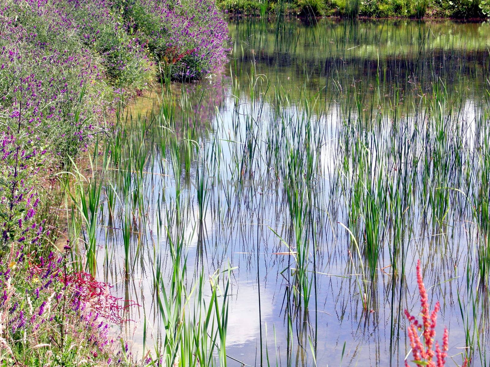 Water pond