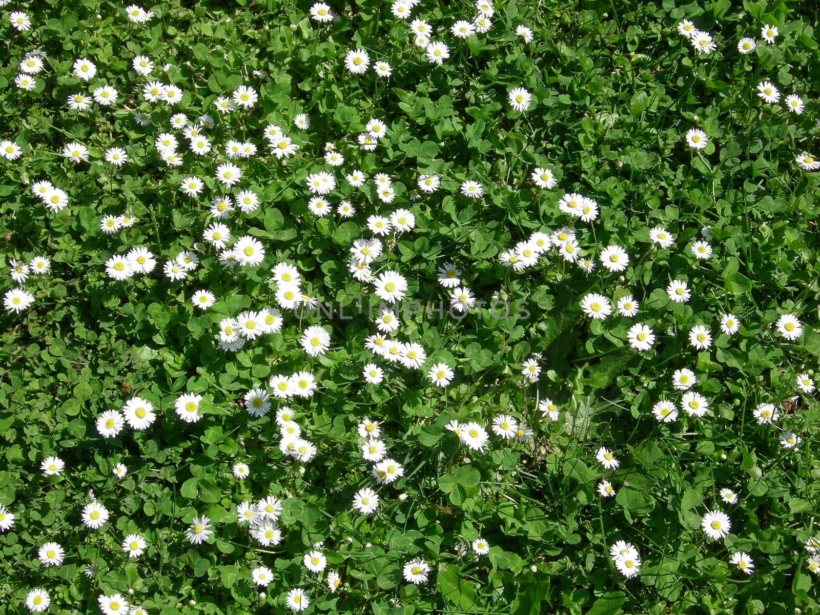Daisy