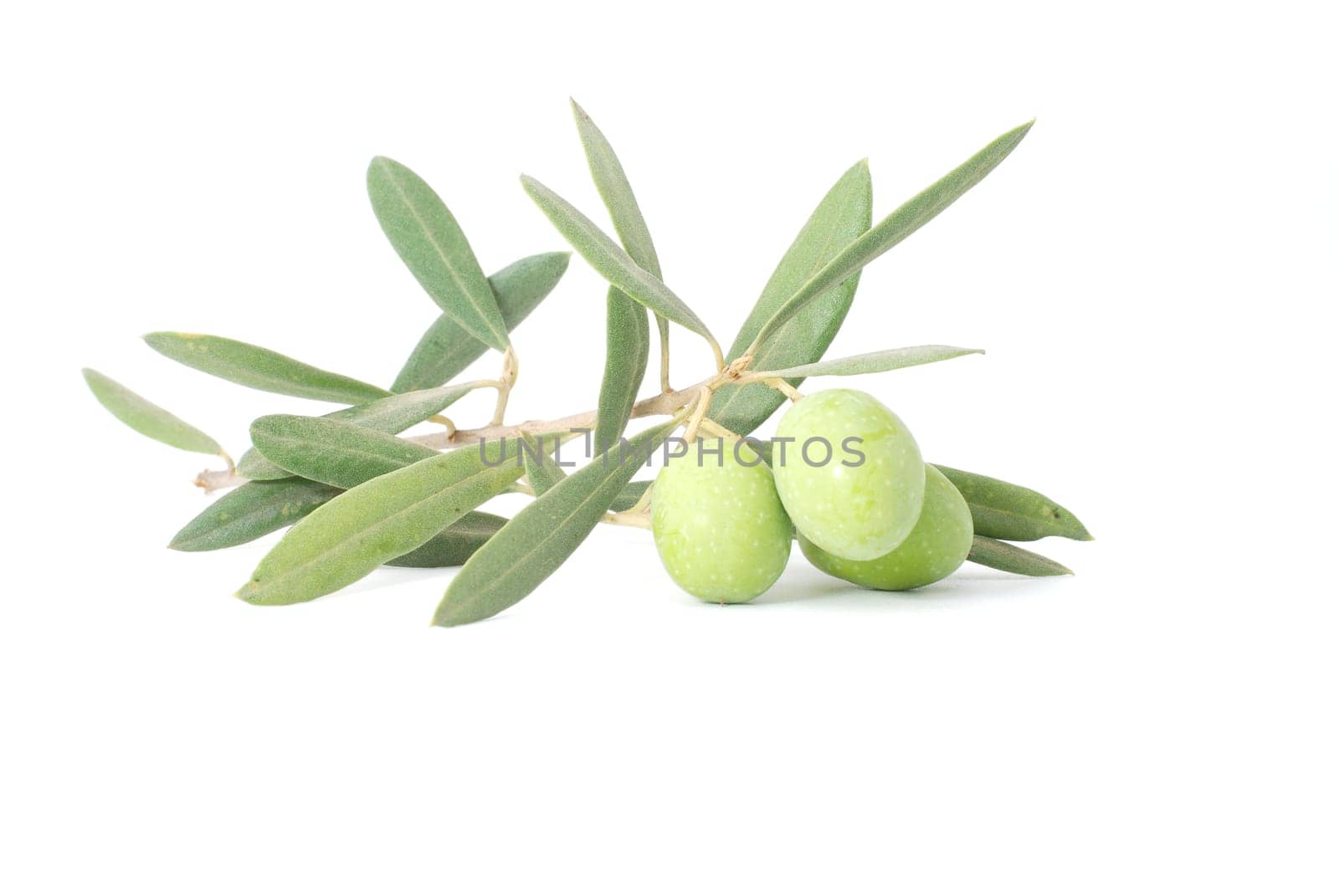 Olive branch