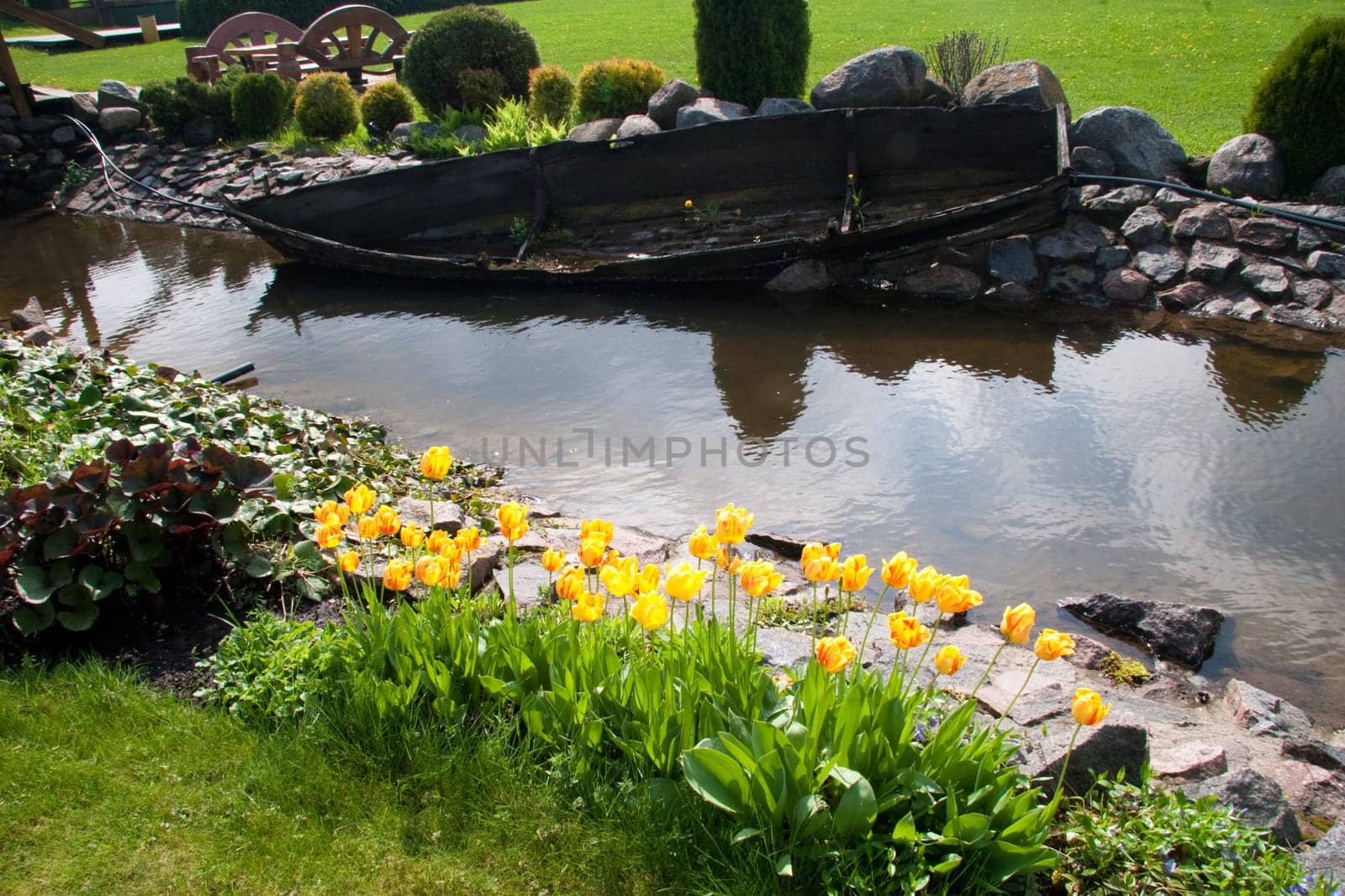 beautiful tulips in garden
