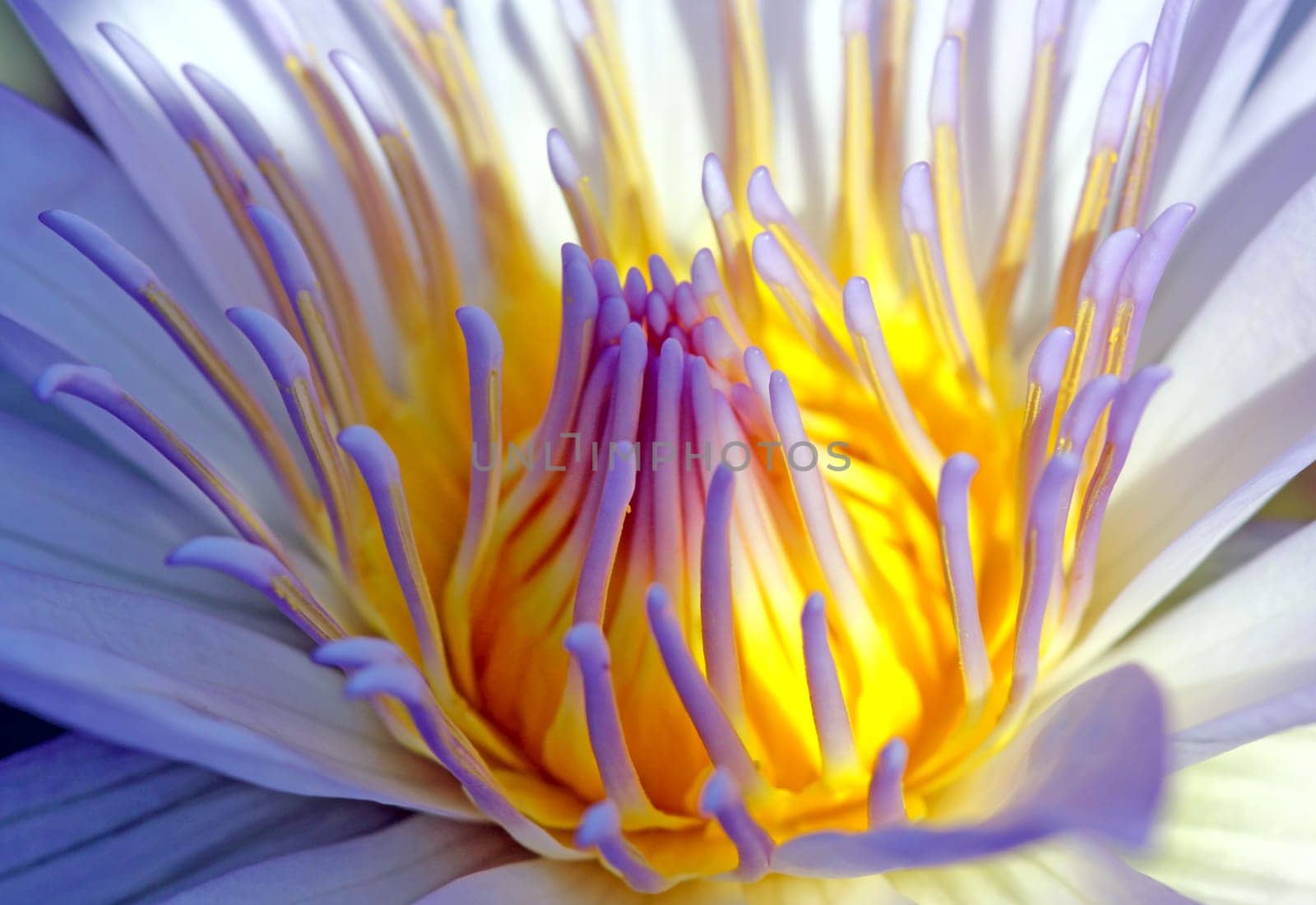 Nymphaea