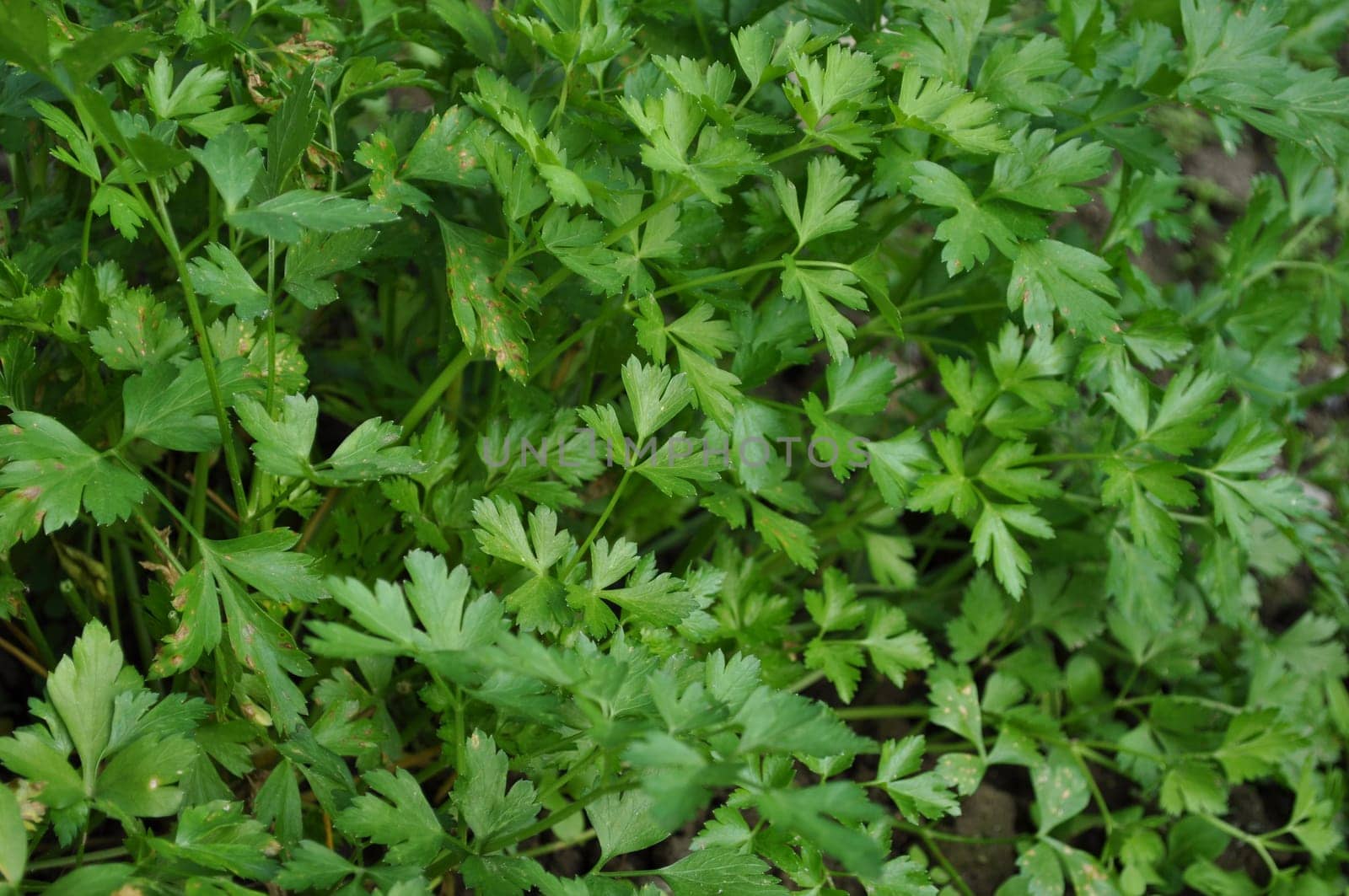 Parsley