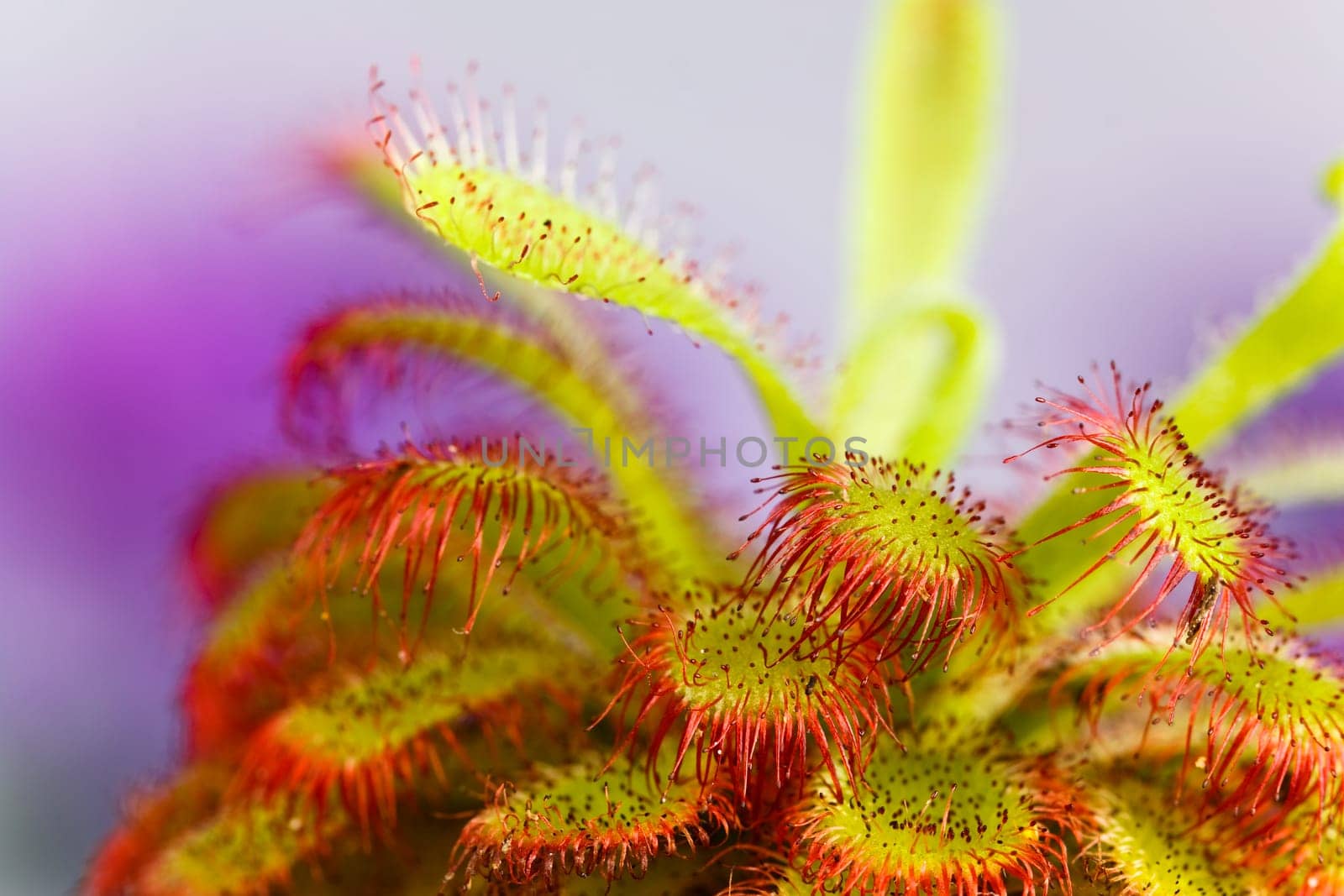 Drosera aliciae ,sundew,flesh fres