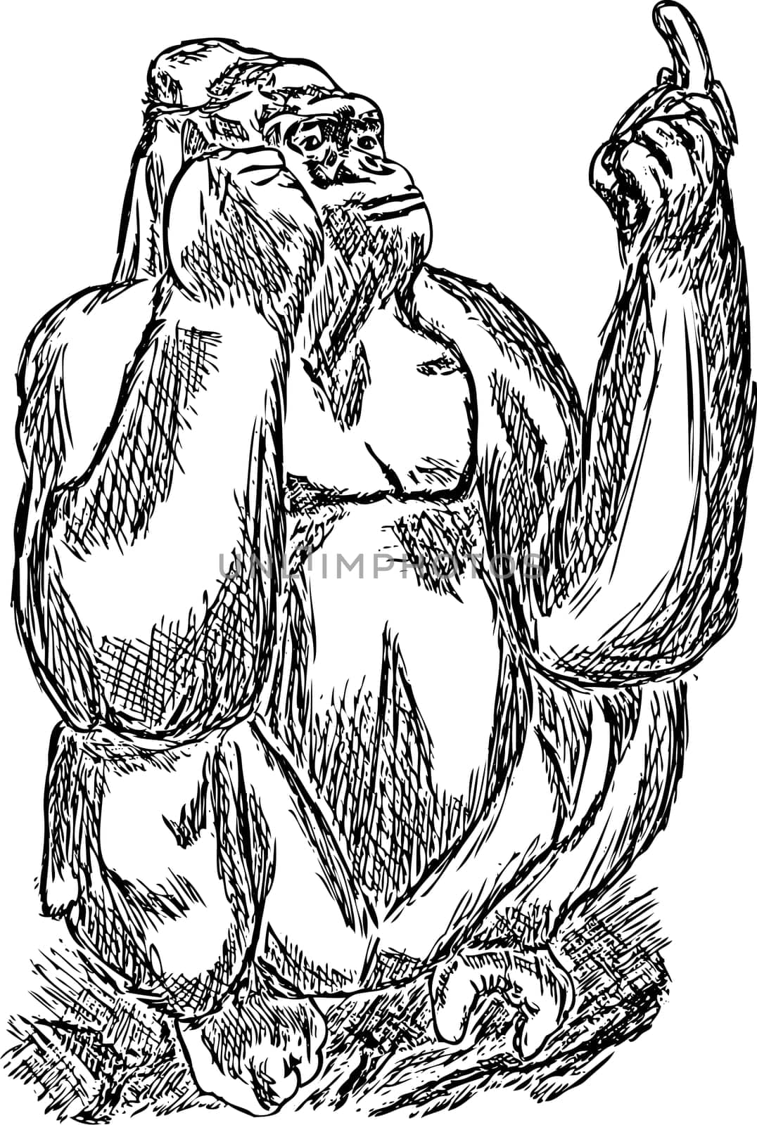 gorilla