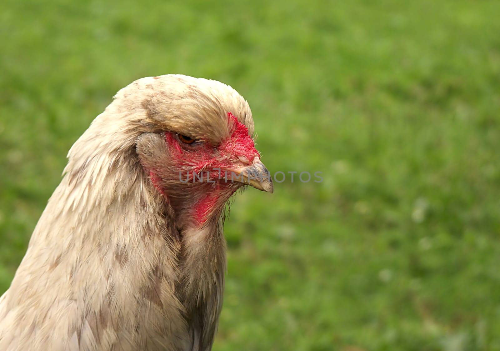 Giant Brahma Hen