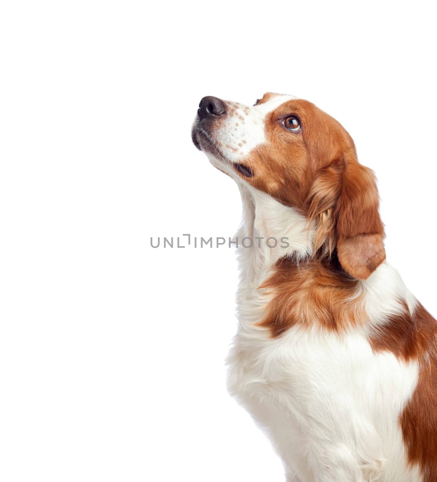 Nice hunting dog