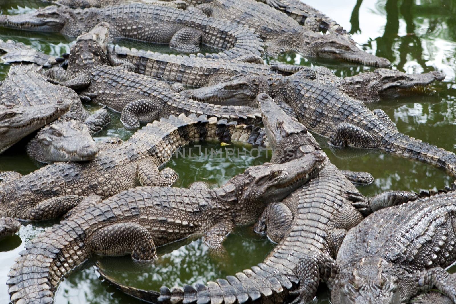 Crocodile