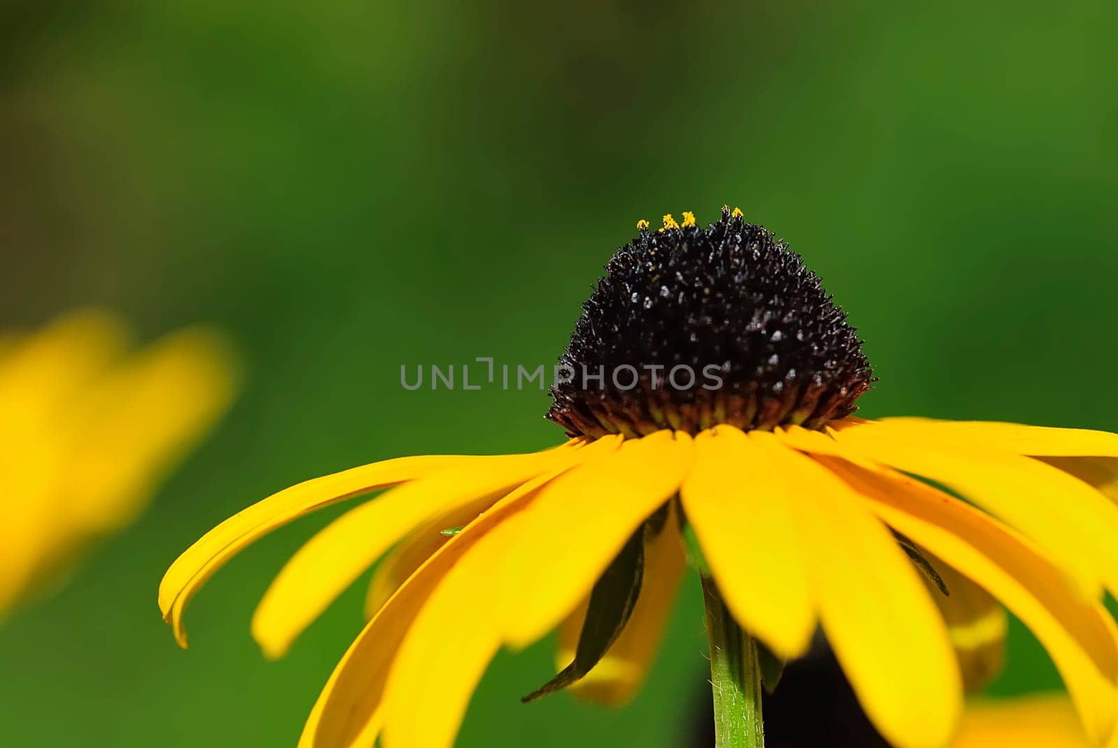 Echinacea 1