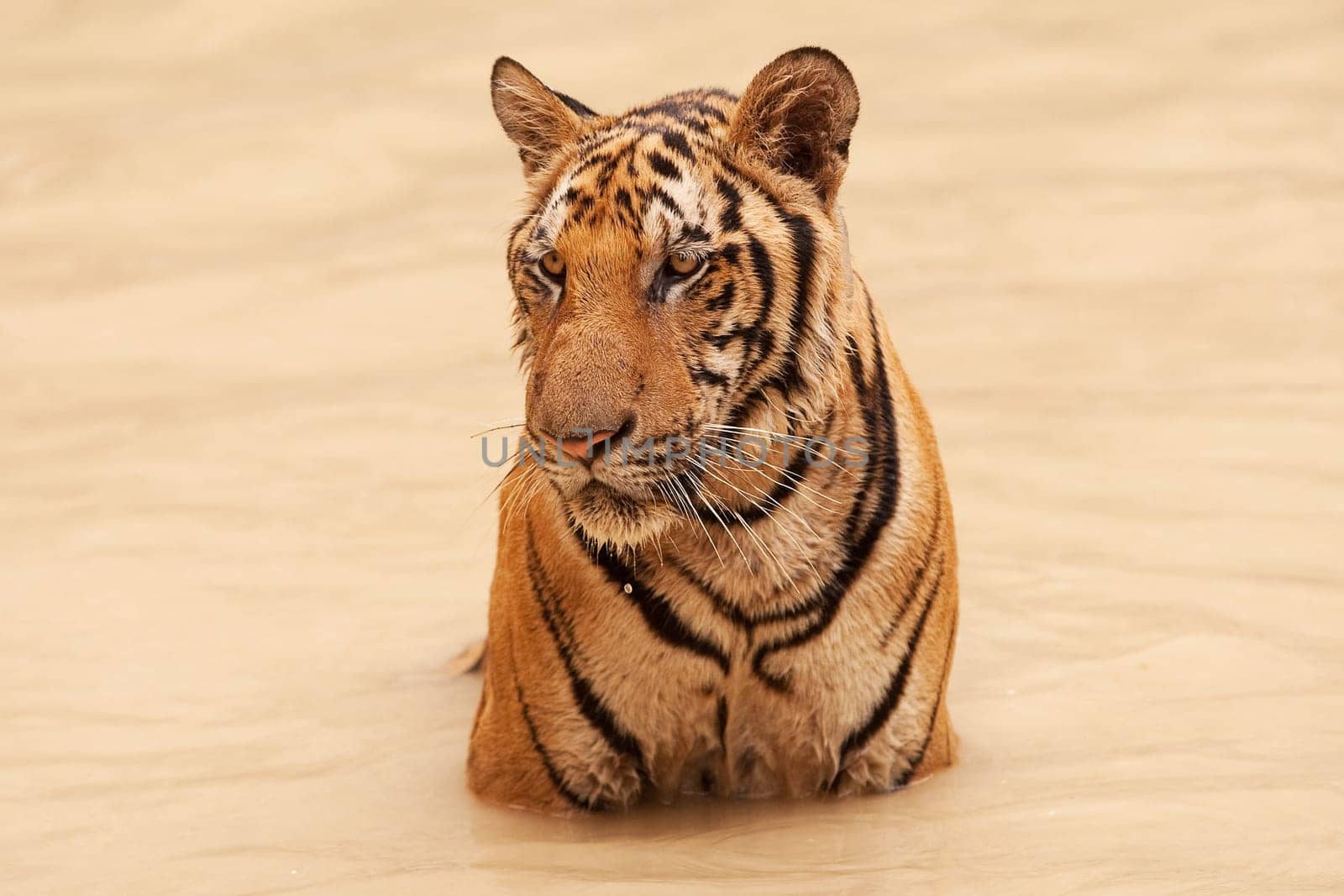Tiger in the water
