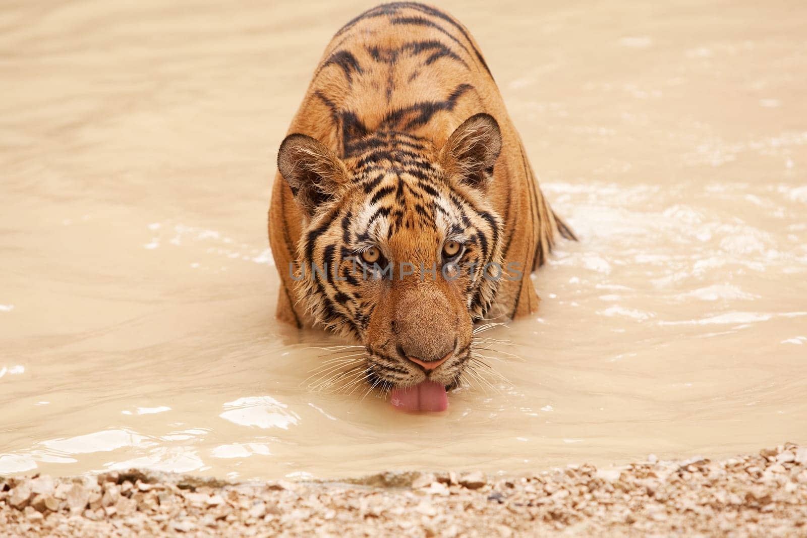 Tiger in the water