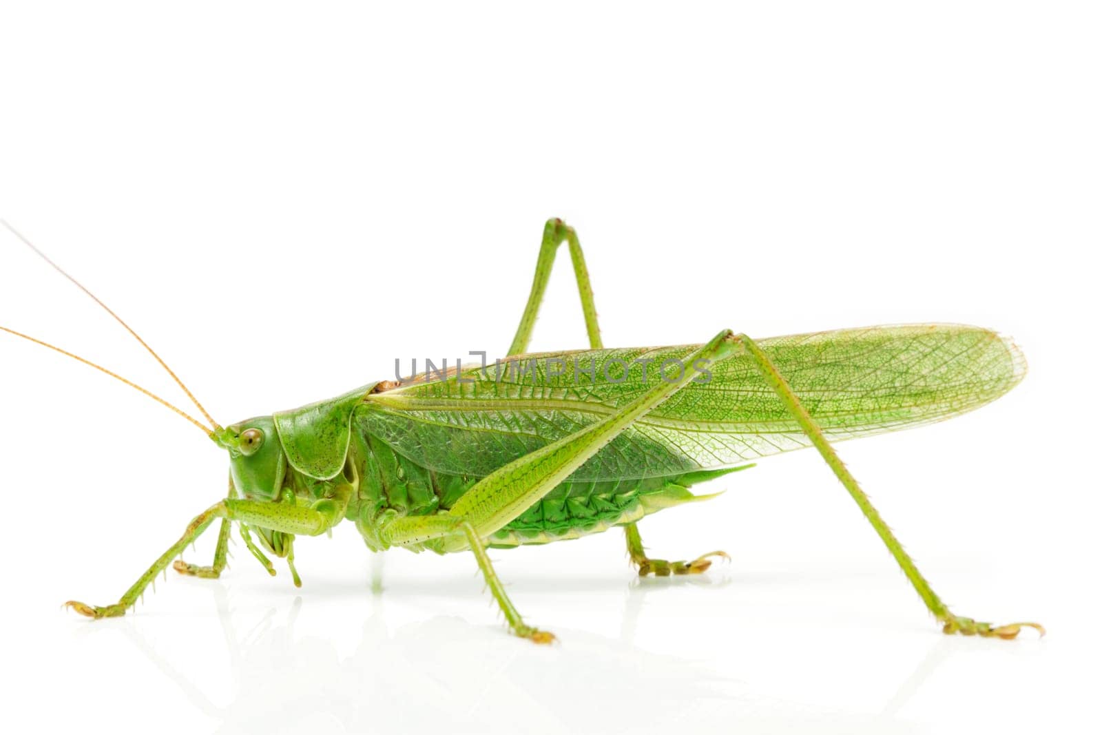 Grasshopper side